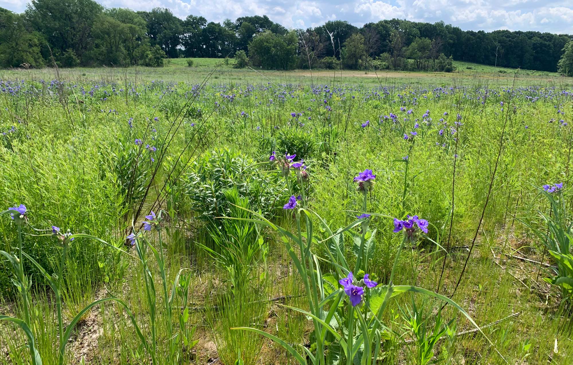 A view of a restored tract of land.