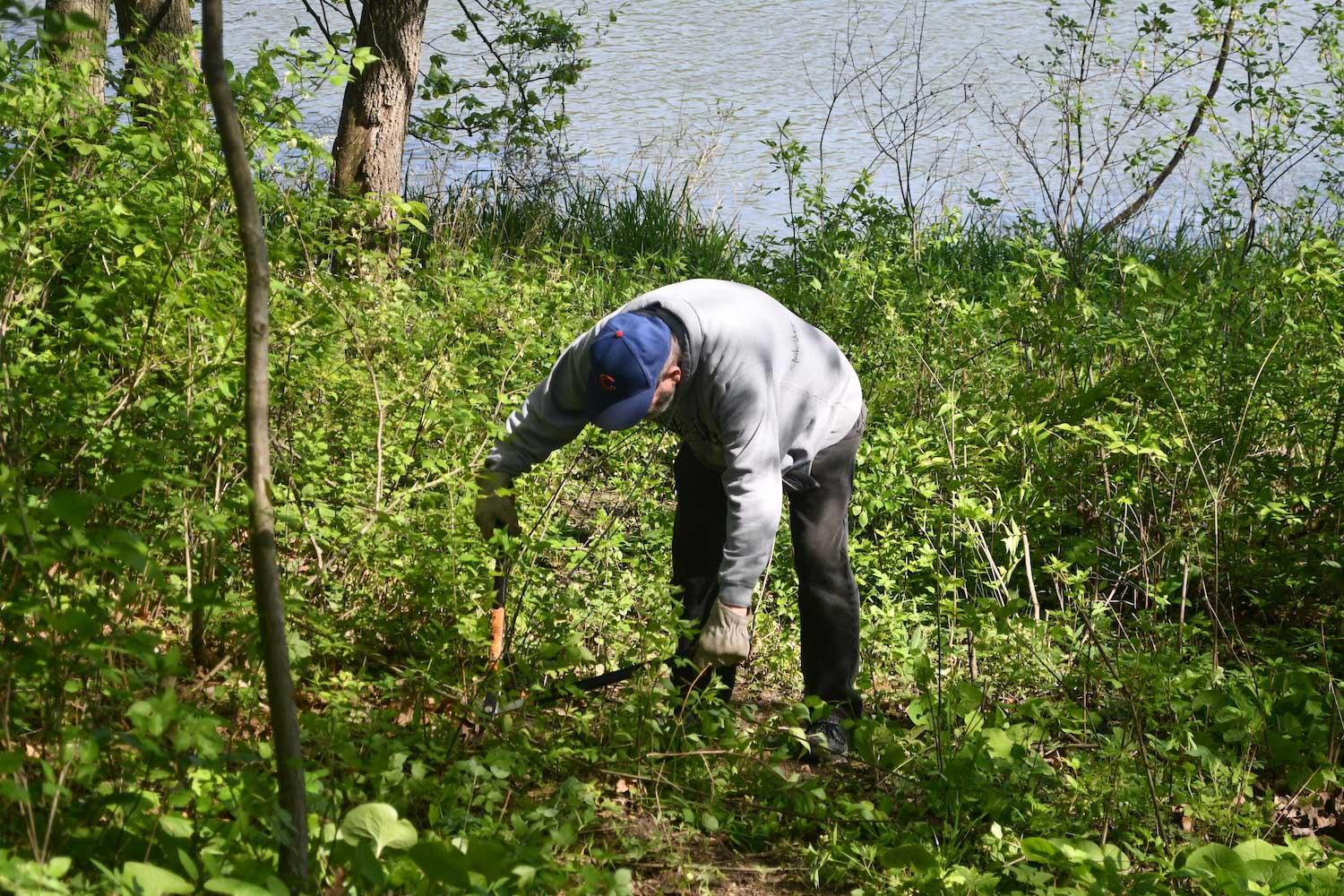 A person bent over using loppers to cut brush.