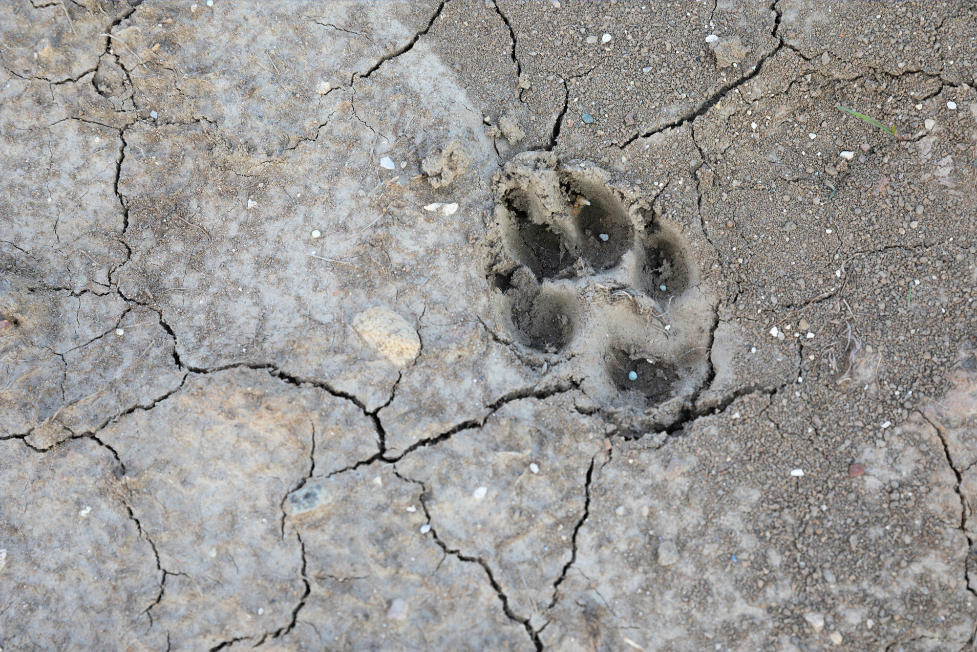 Coyote tracks in mud.