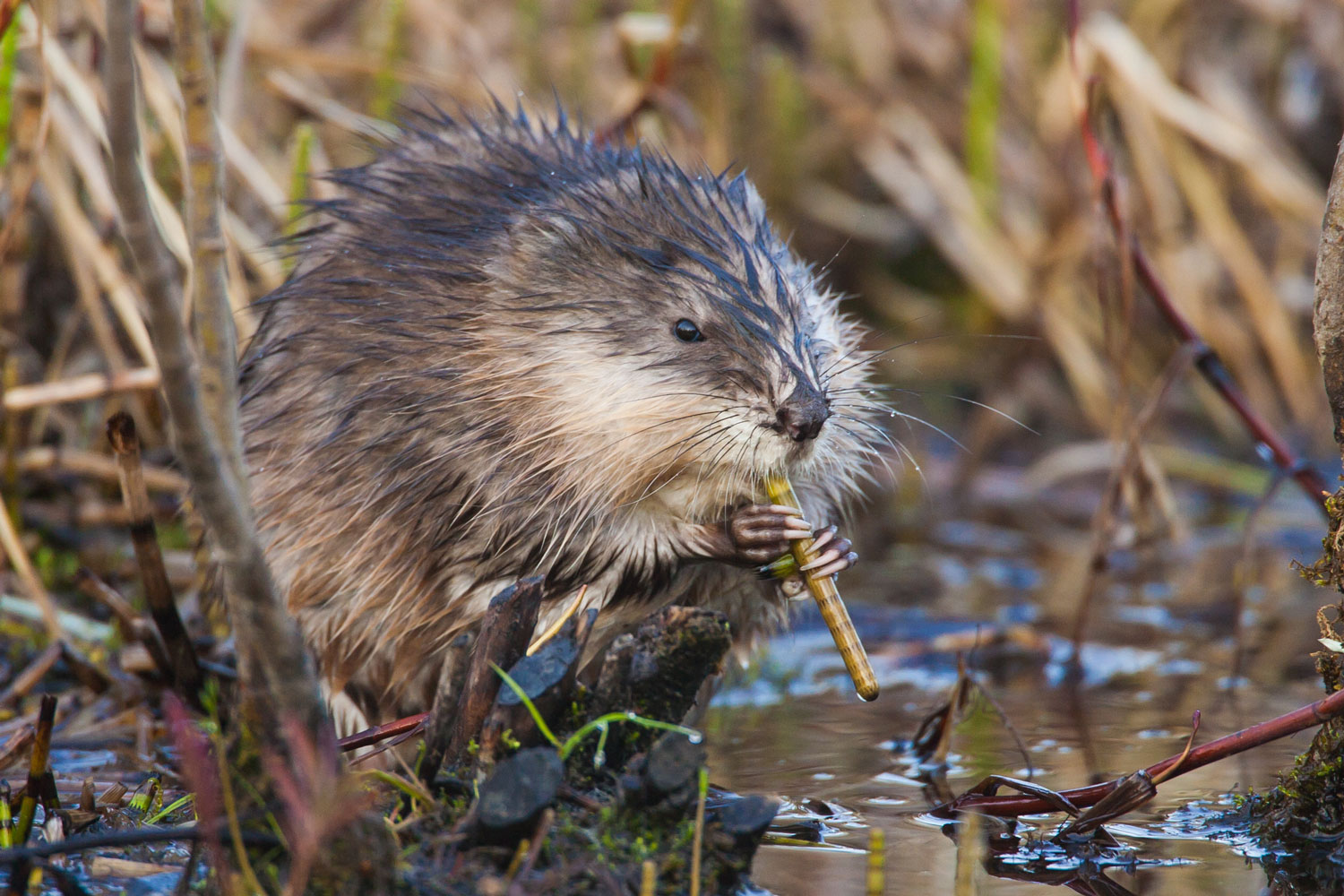 A muskrat in a wetland