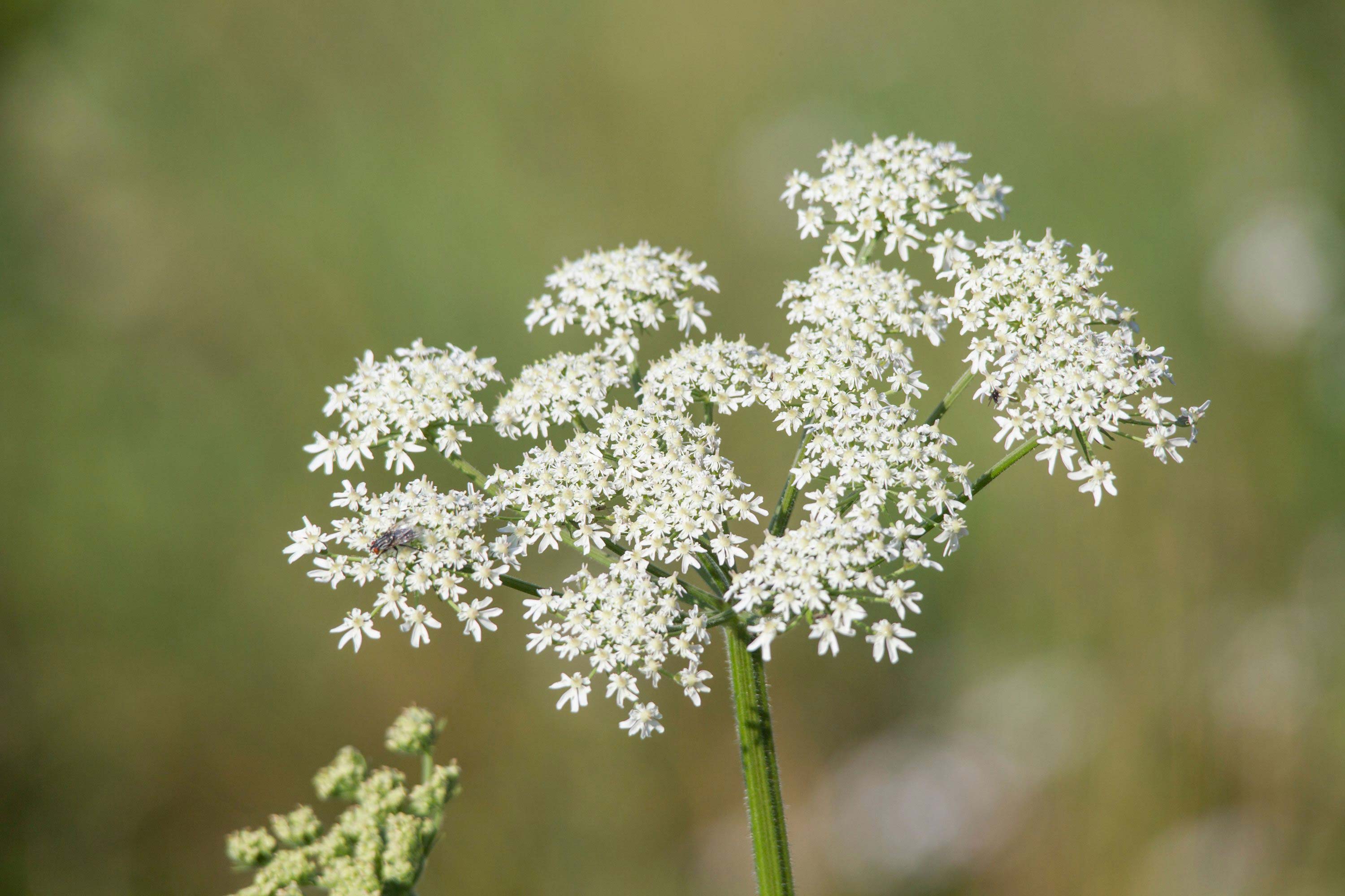 Closeup of spotted water hemlock.