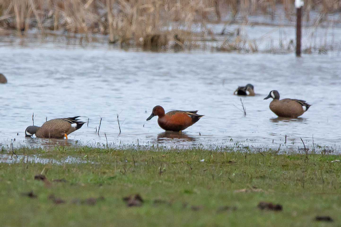  A cinnamon teal, with its brown body, is seen in the middle surrounded by blue-winged teals.