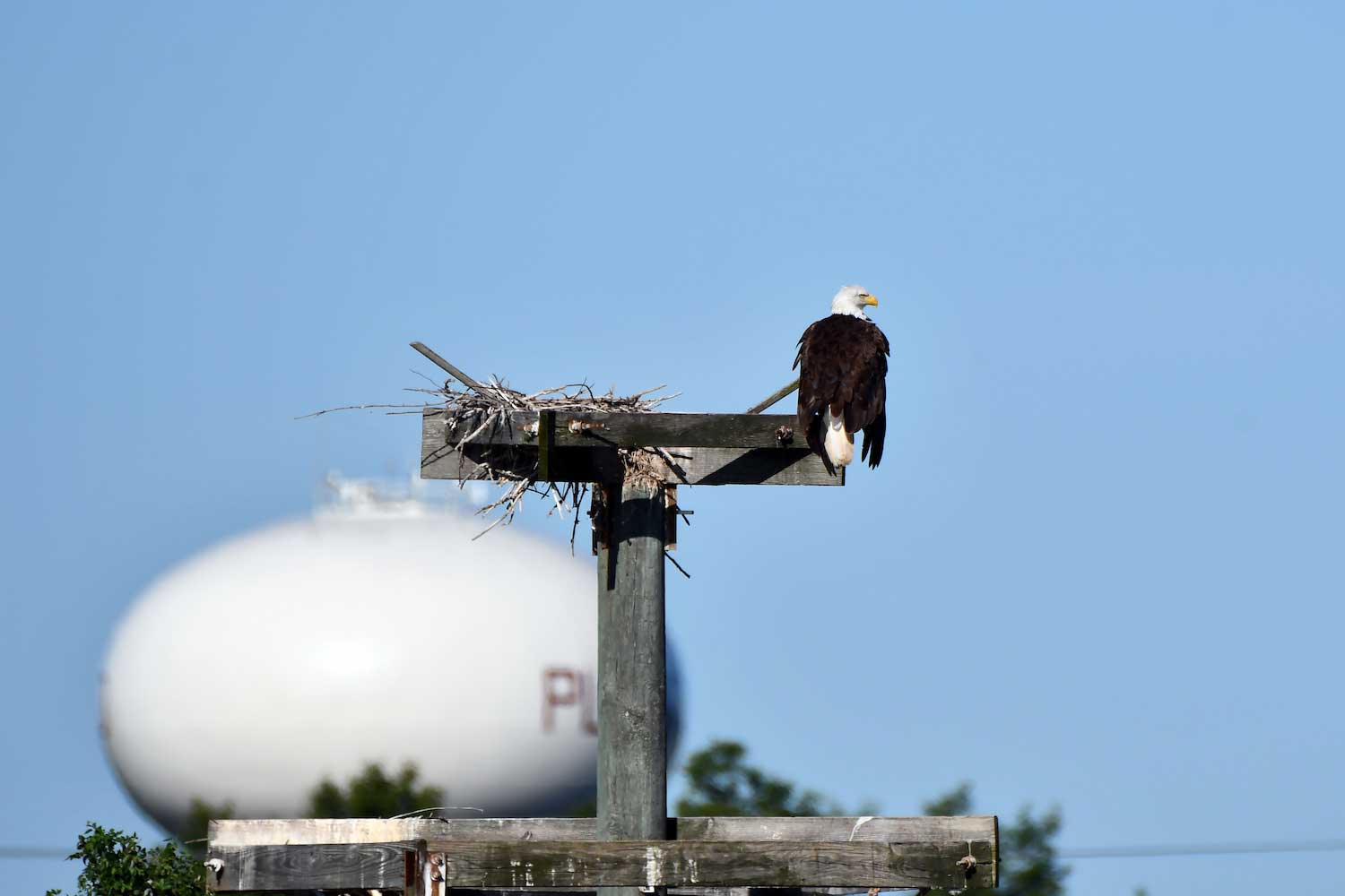 A blad eagle perched on a nesting platform with a water tower in the background.