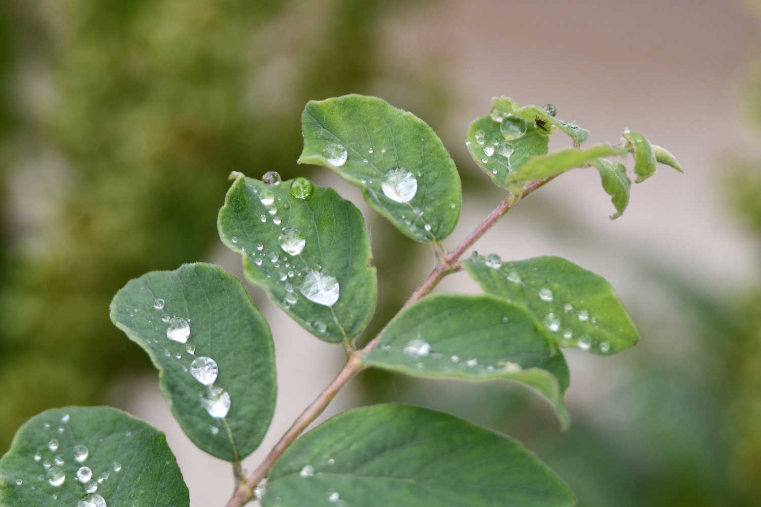 Water droplets on leaves.