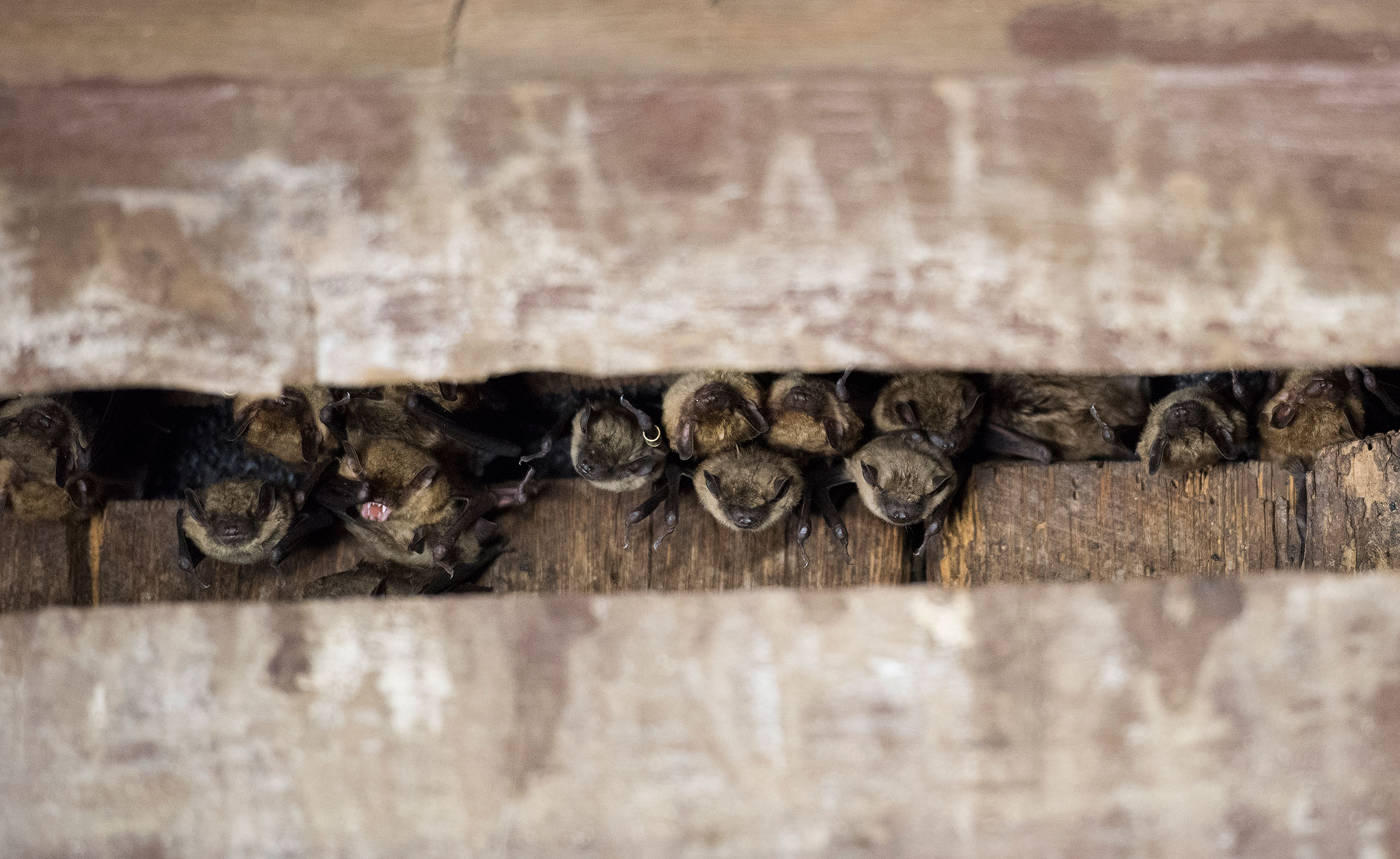A group of big brown bats roosting in a wooden structure.