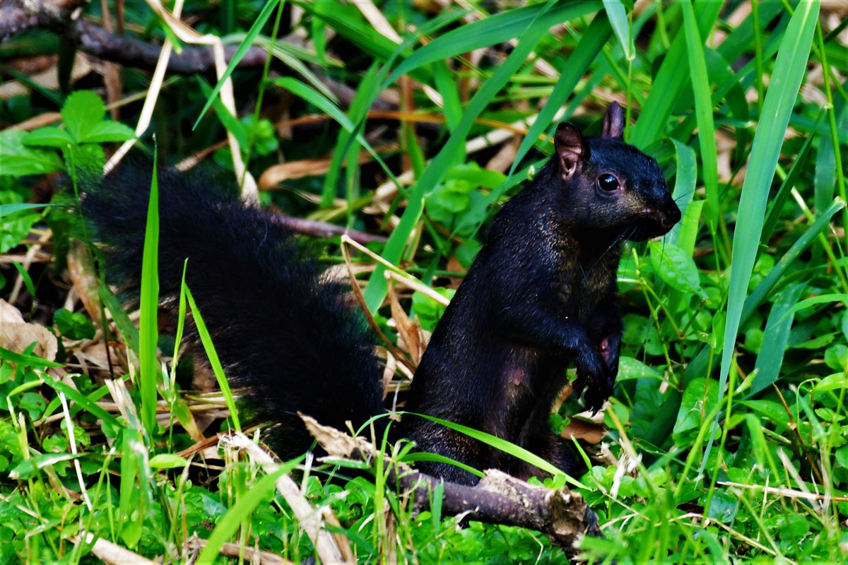 Black squirrel on the ground