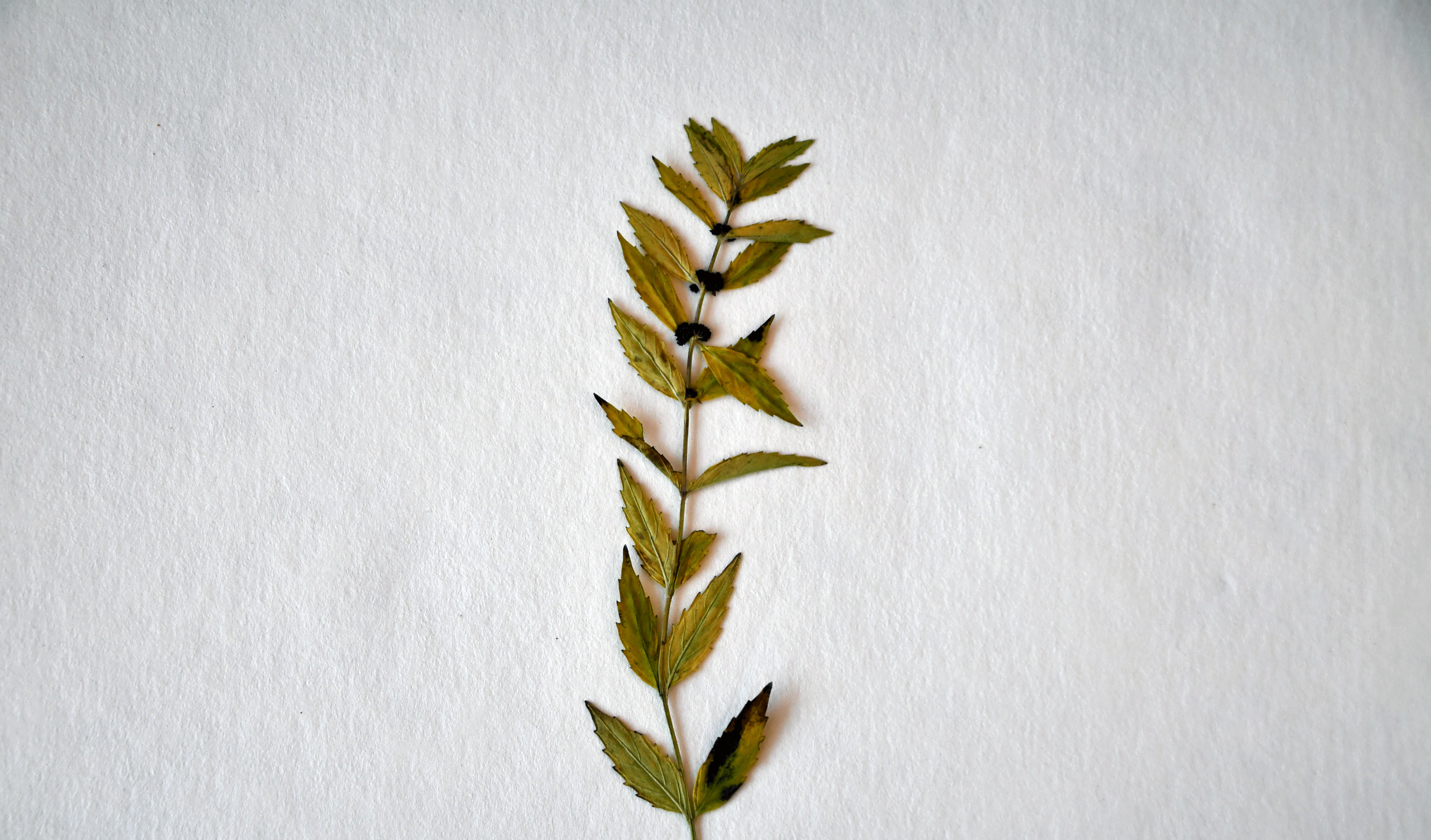 Sessile water horehound