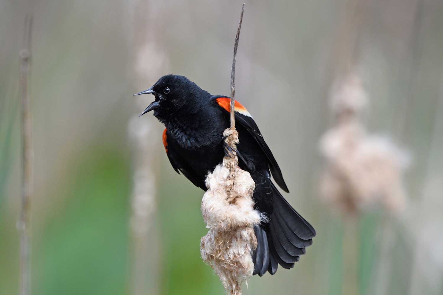 Male red-winged blackbird perched on a cattail.