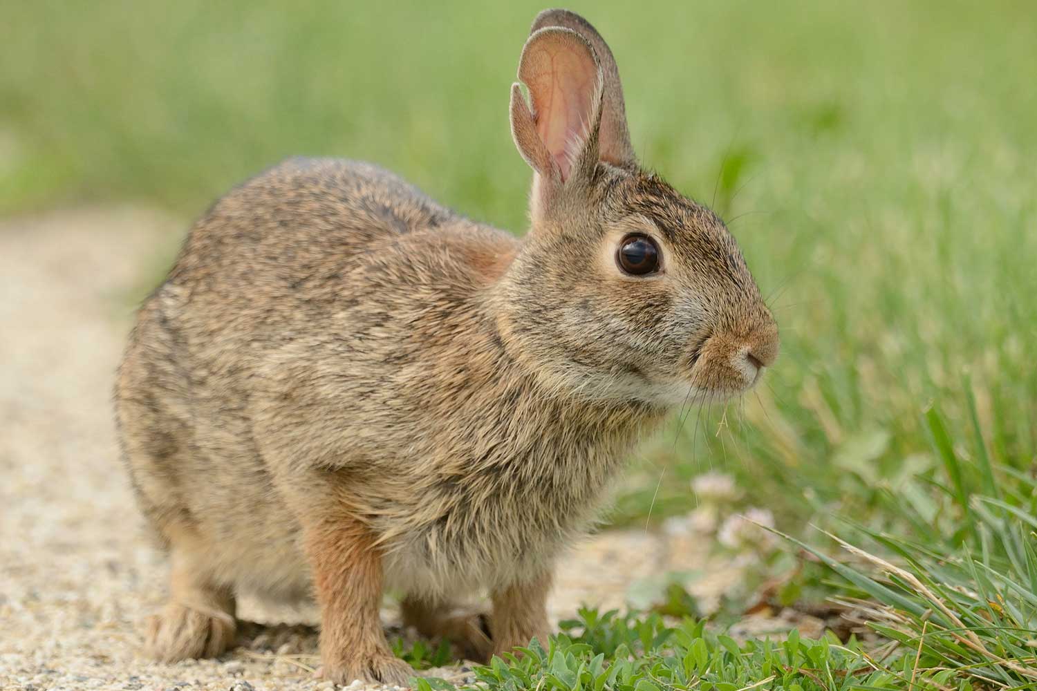 A cottontail rabbit standing at the edge of a trail lined by grass.