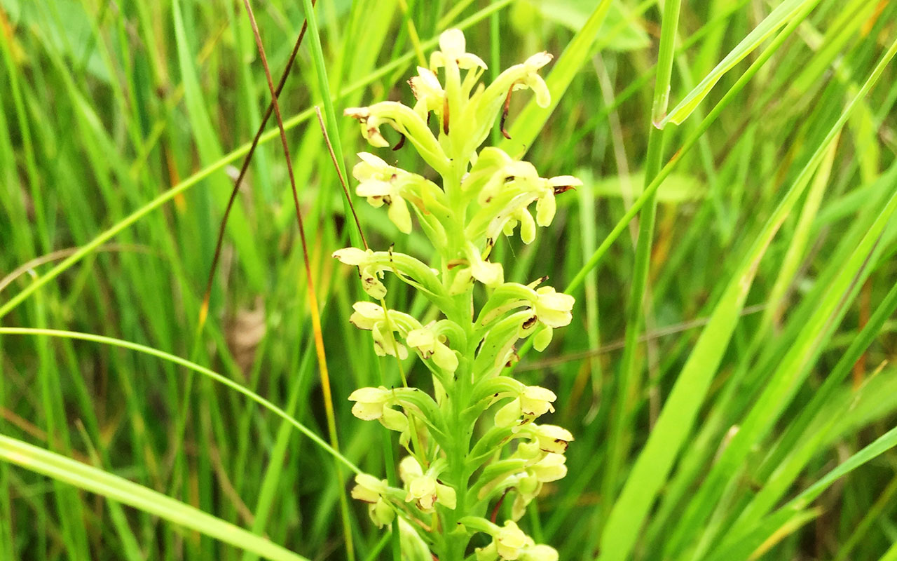 The state-threatened tubercled orchid.