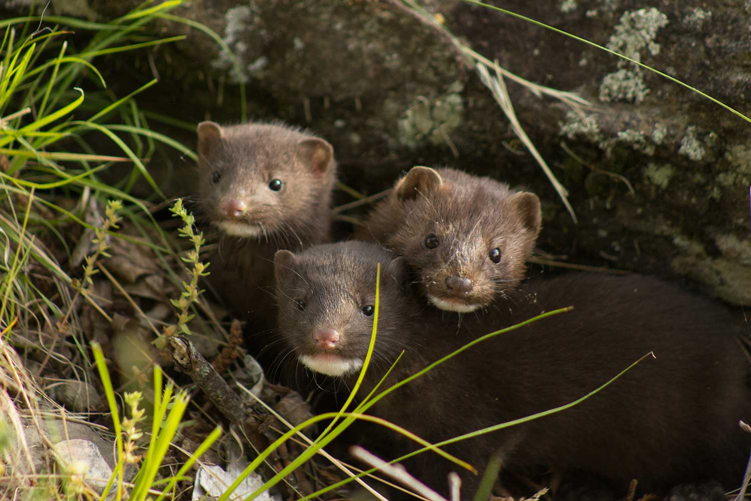 Three minks huddled together under a rock.