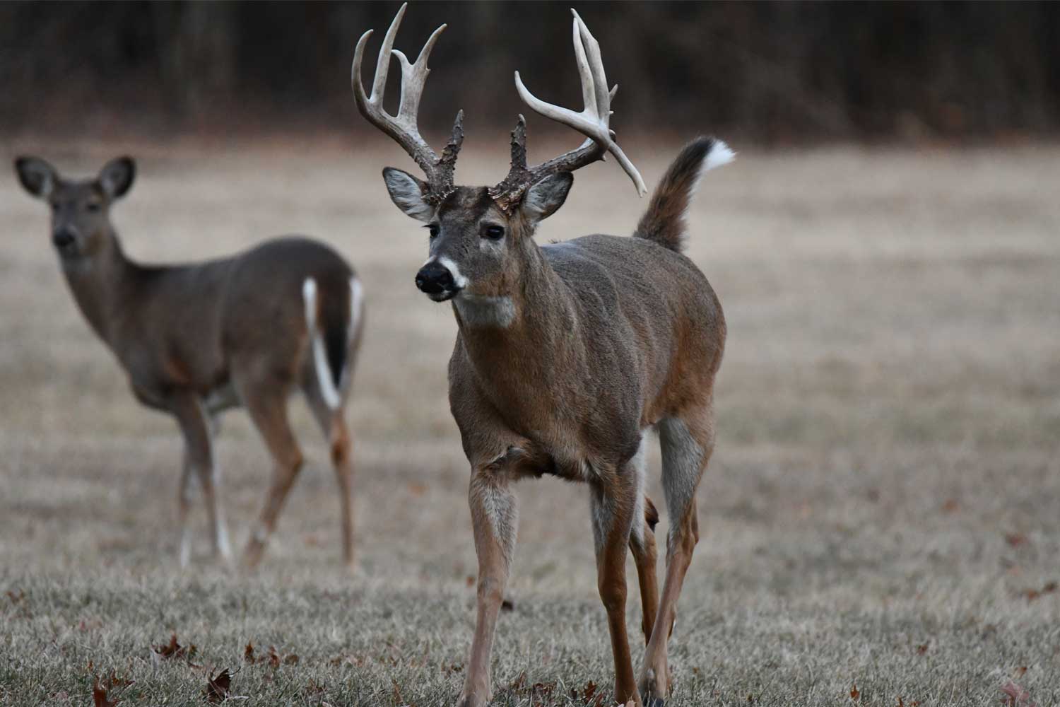 White tailed deer standing in an opening.