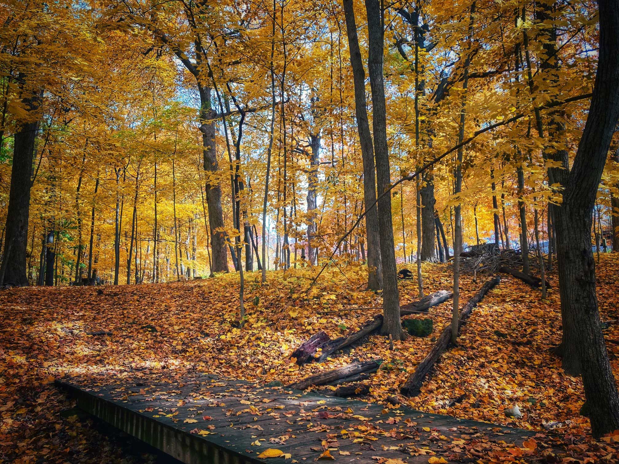 Fall scenery at Hidden Oaks