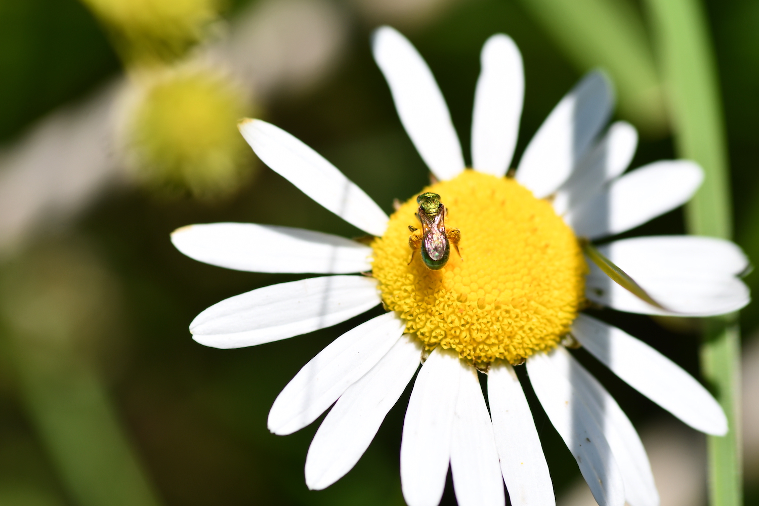 A sweat bee on a flower.