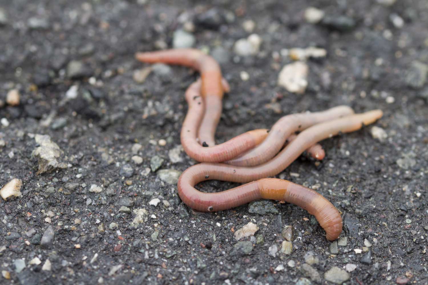 Multiple worms on pavement