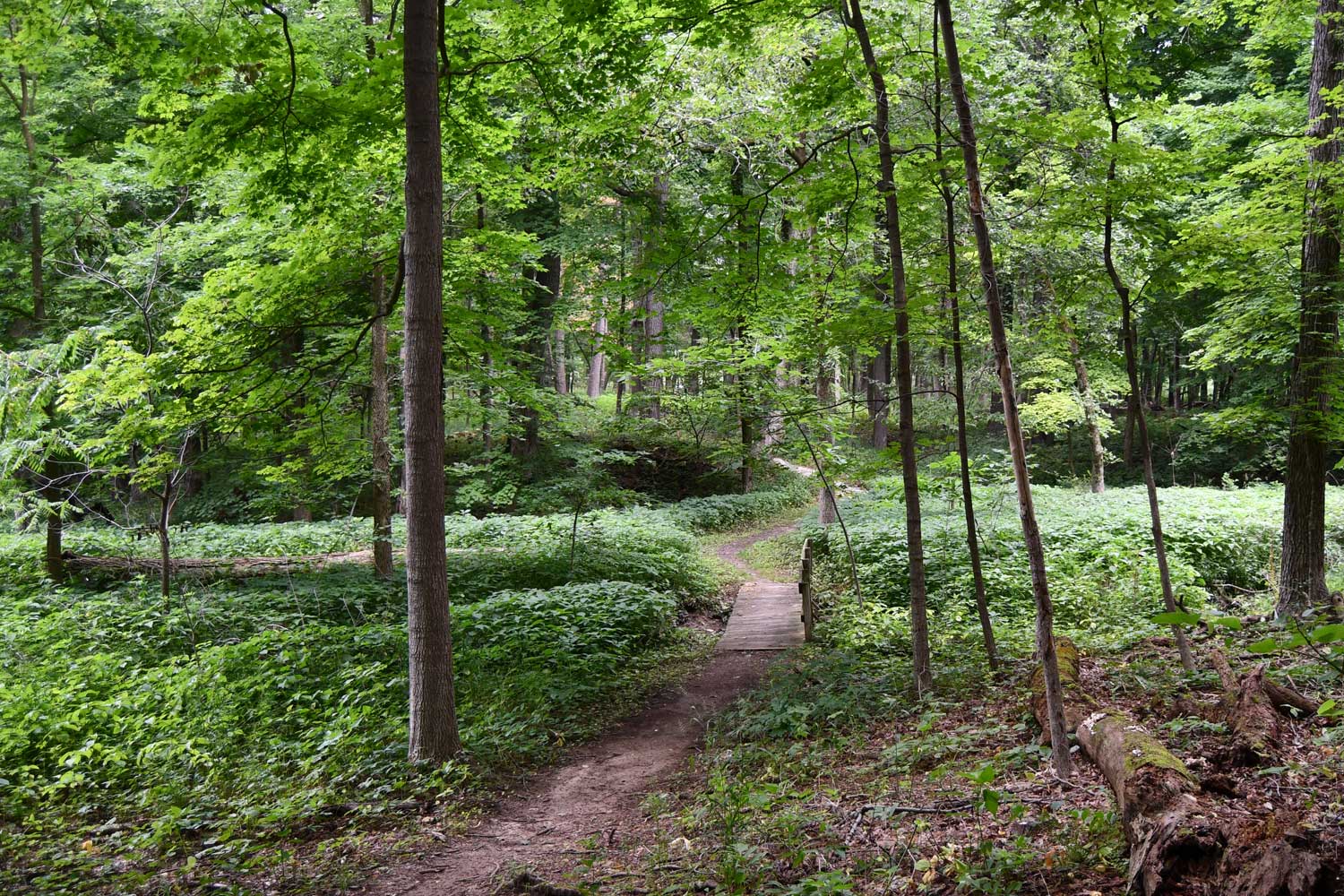 Dirt trail lined by trees and grasses.