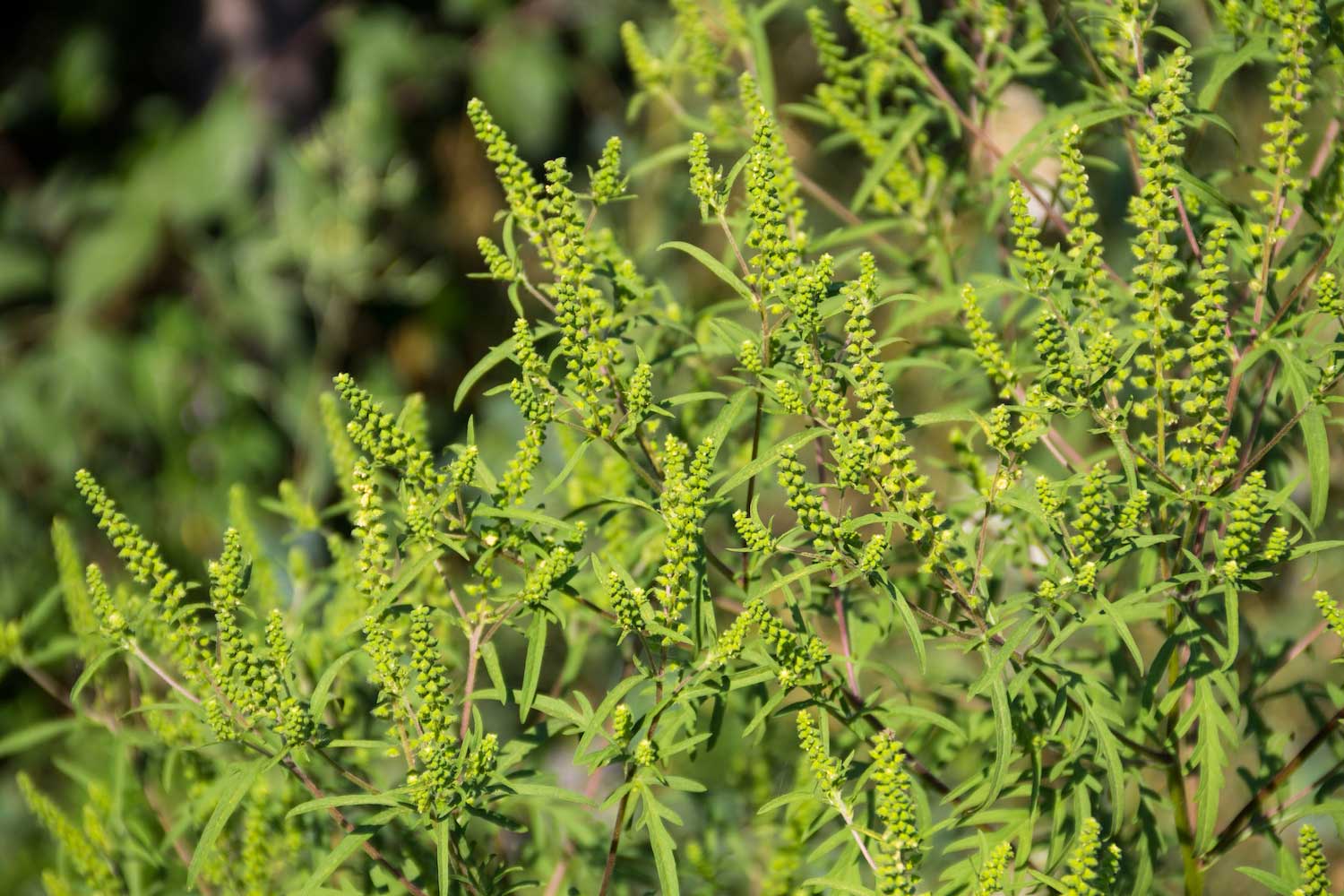 A field of weeds.