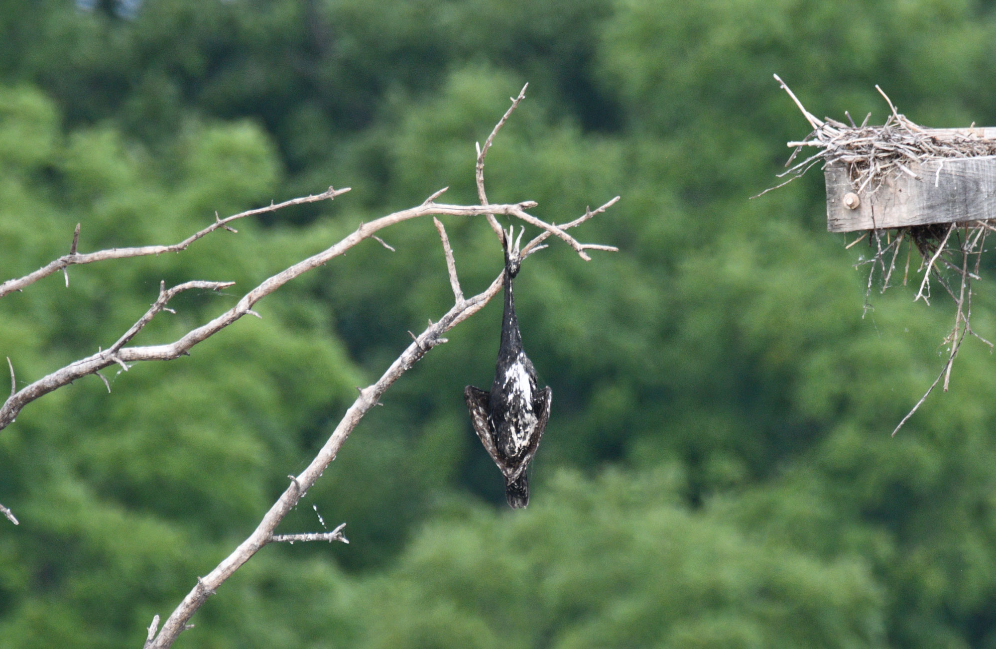 Dead bird hanging from a branch