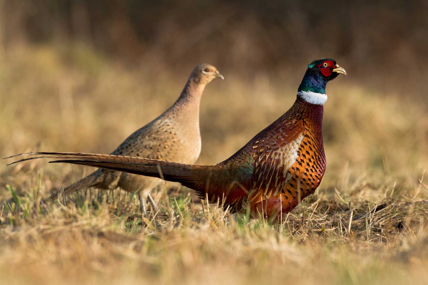 Natural Ringeck Pheasant Tails | 6-8 Inches Pheasant Feathers