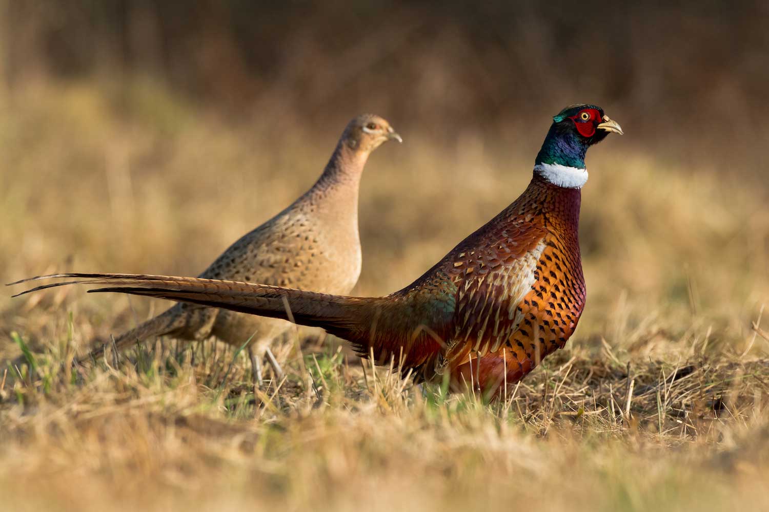 A male and female ring-necked pheasant in grass.