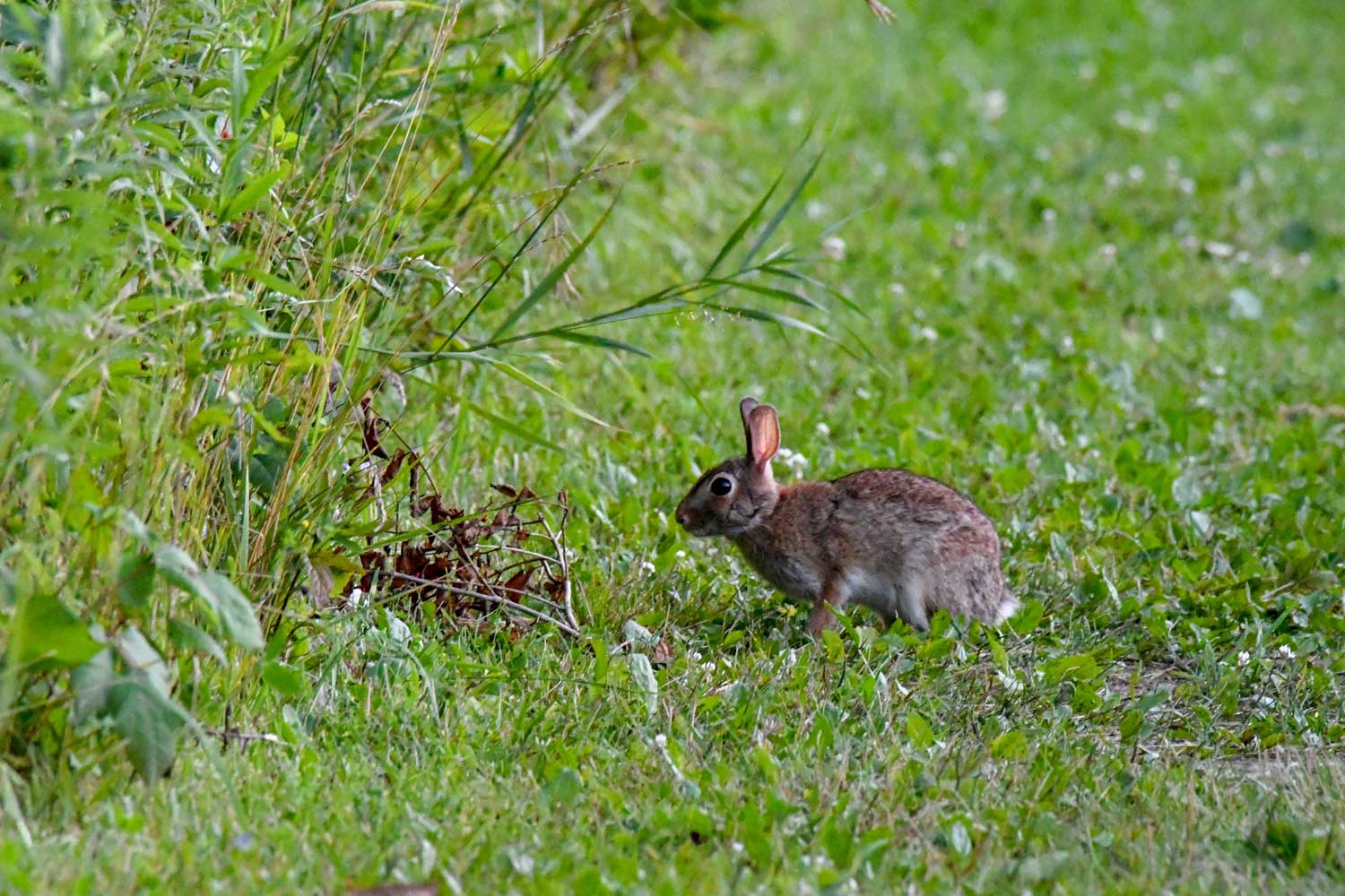 A cottontail rabbit at the edge of mowed grass lined with tall grass and vegetation. 