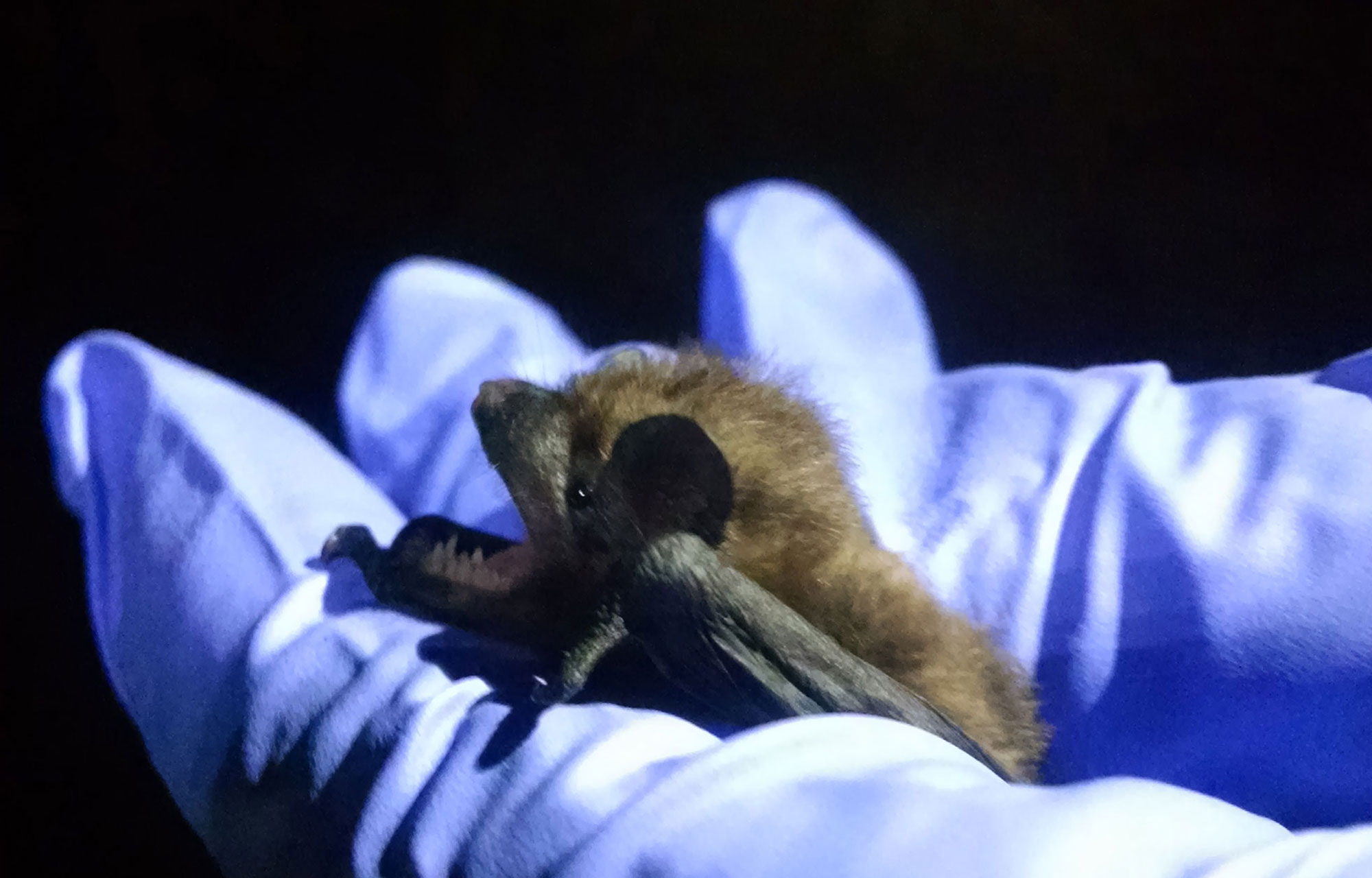 An evening bat.