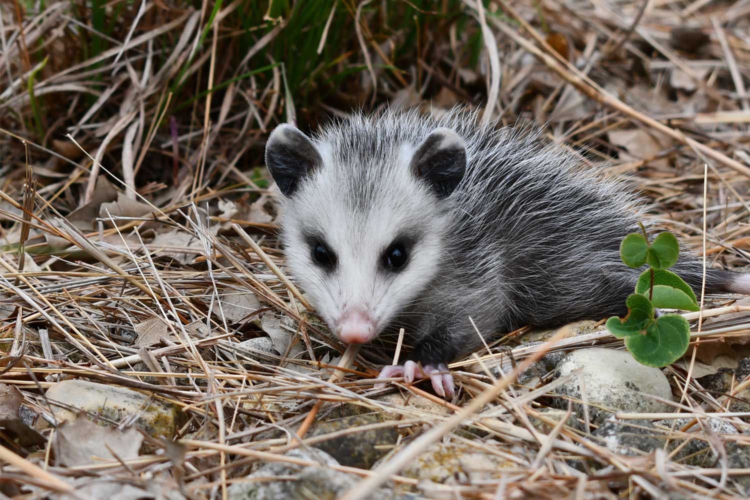 Opossum walking over vegetation.