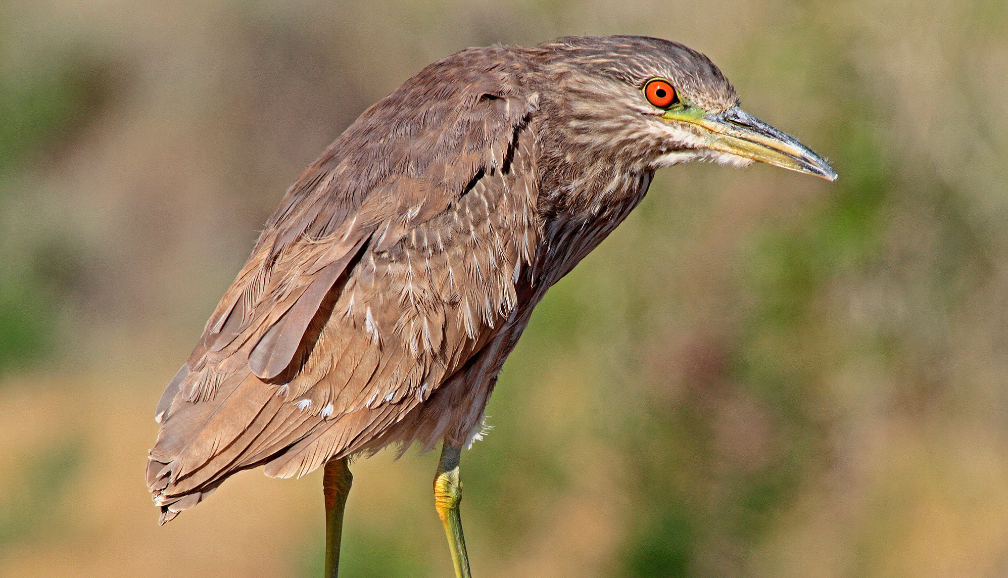 A black-crowned night heron looking at the camera.