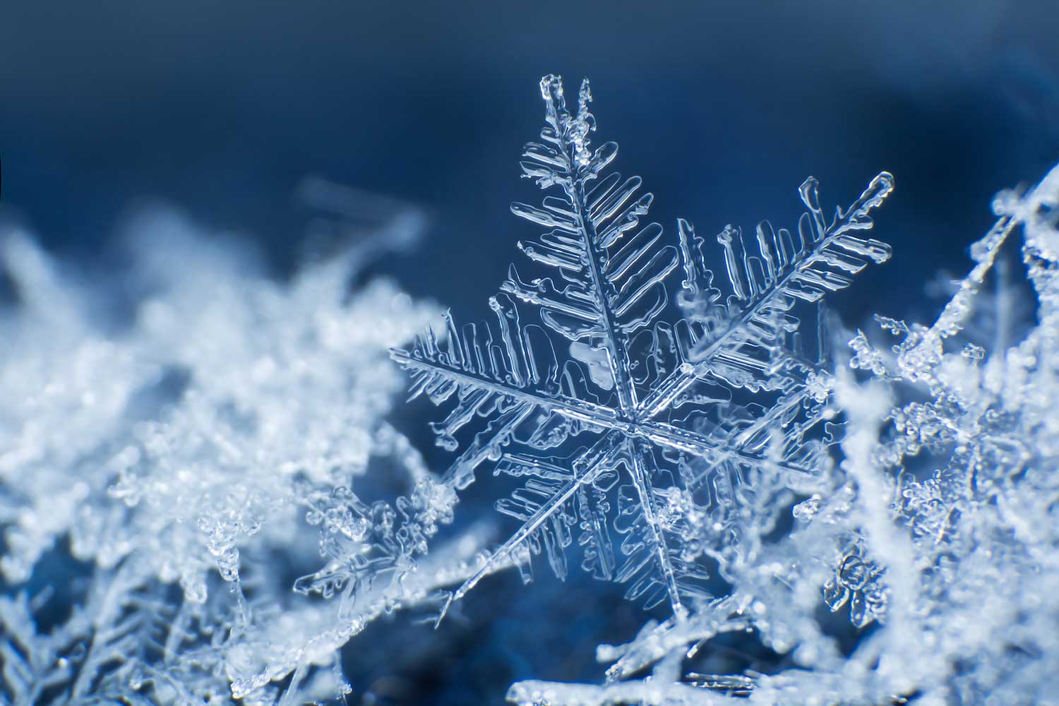 A closeup of a snowflake.