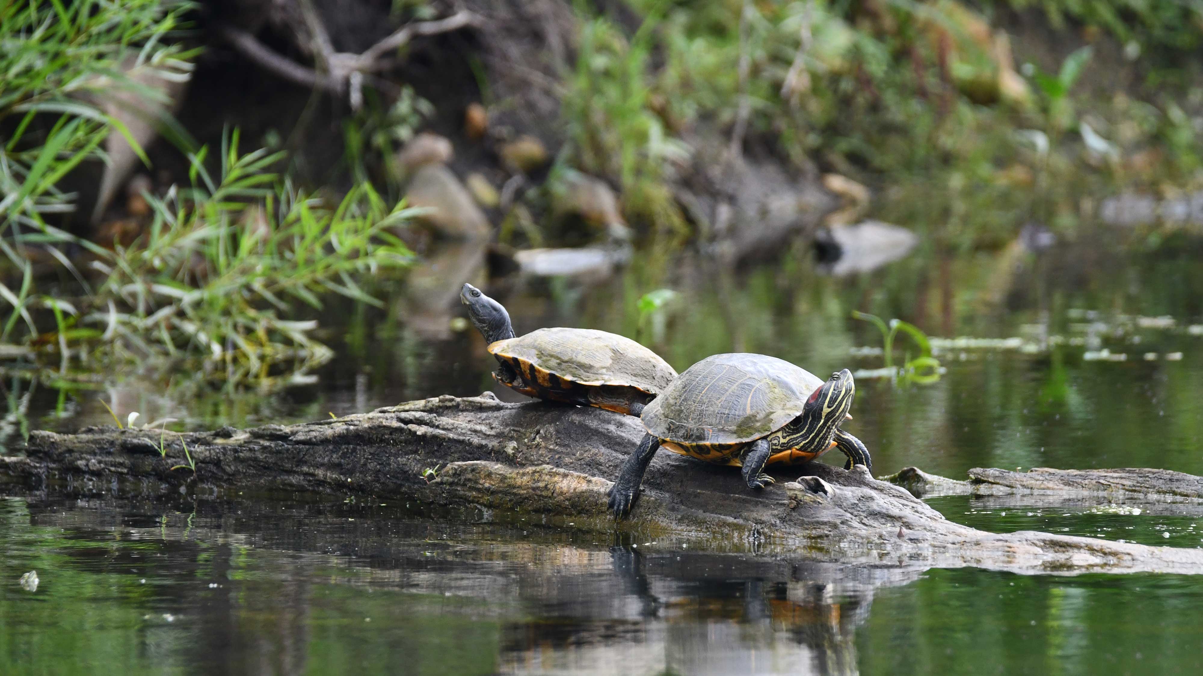 Two painted turtles on a log.