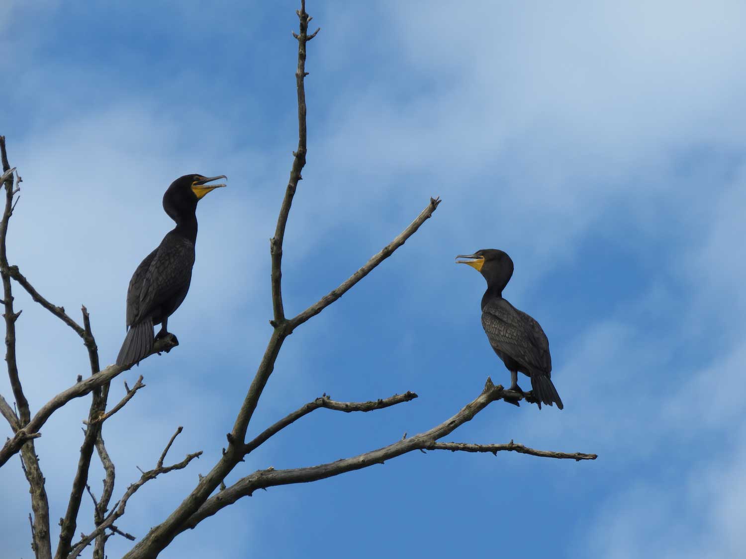 Two double-crested cormorants perched on the branches of a bare tree. The sku above is bright blue with thin white clouds. 