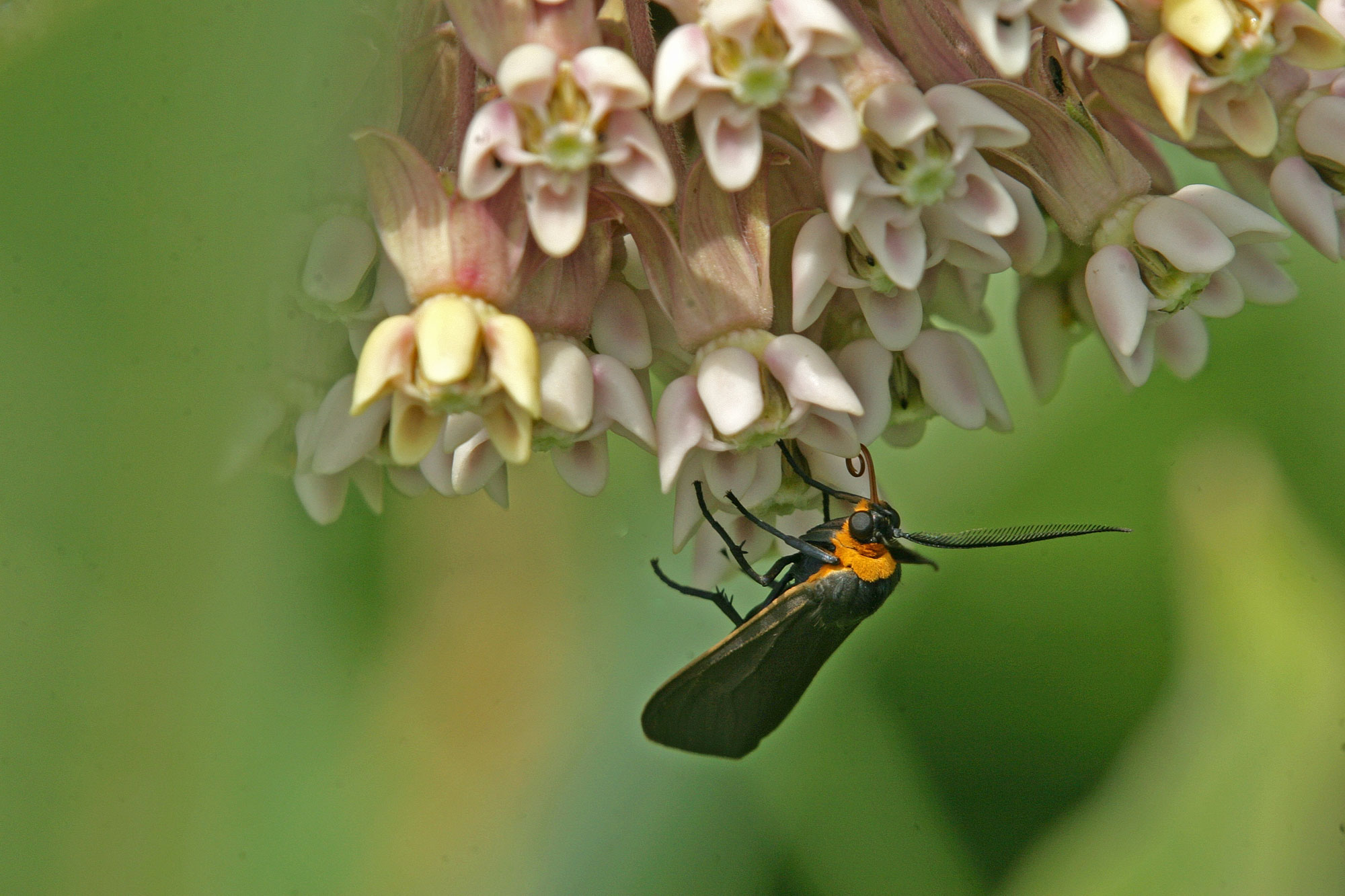 A yellow-collared scape moth on a flower.