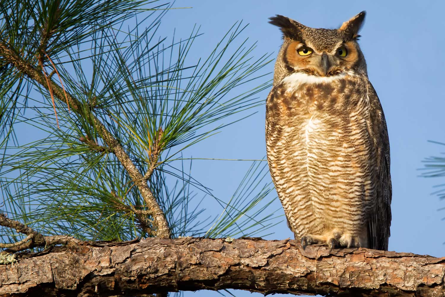 Great horned owl perched on a branch.
