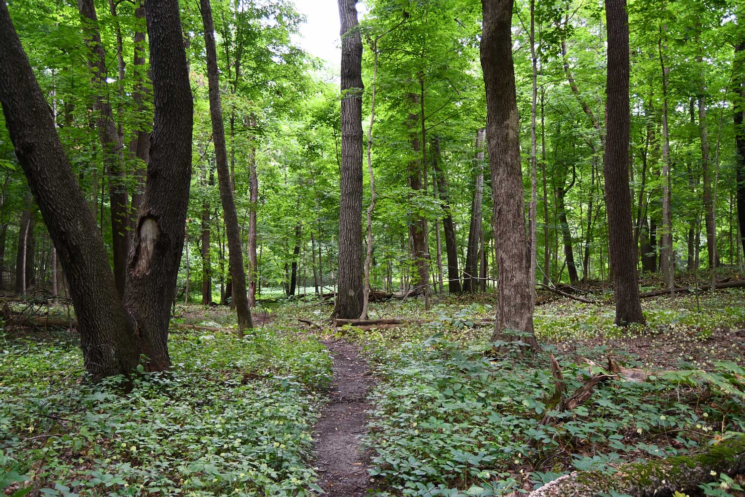 Dirt trail lined by trees and grasses.