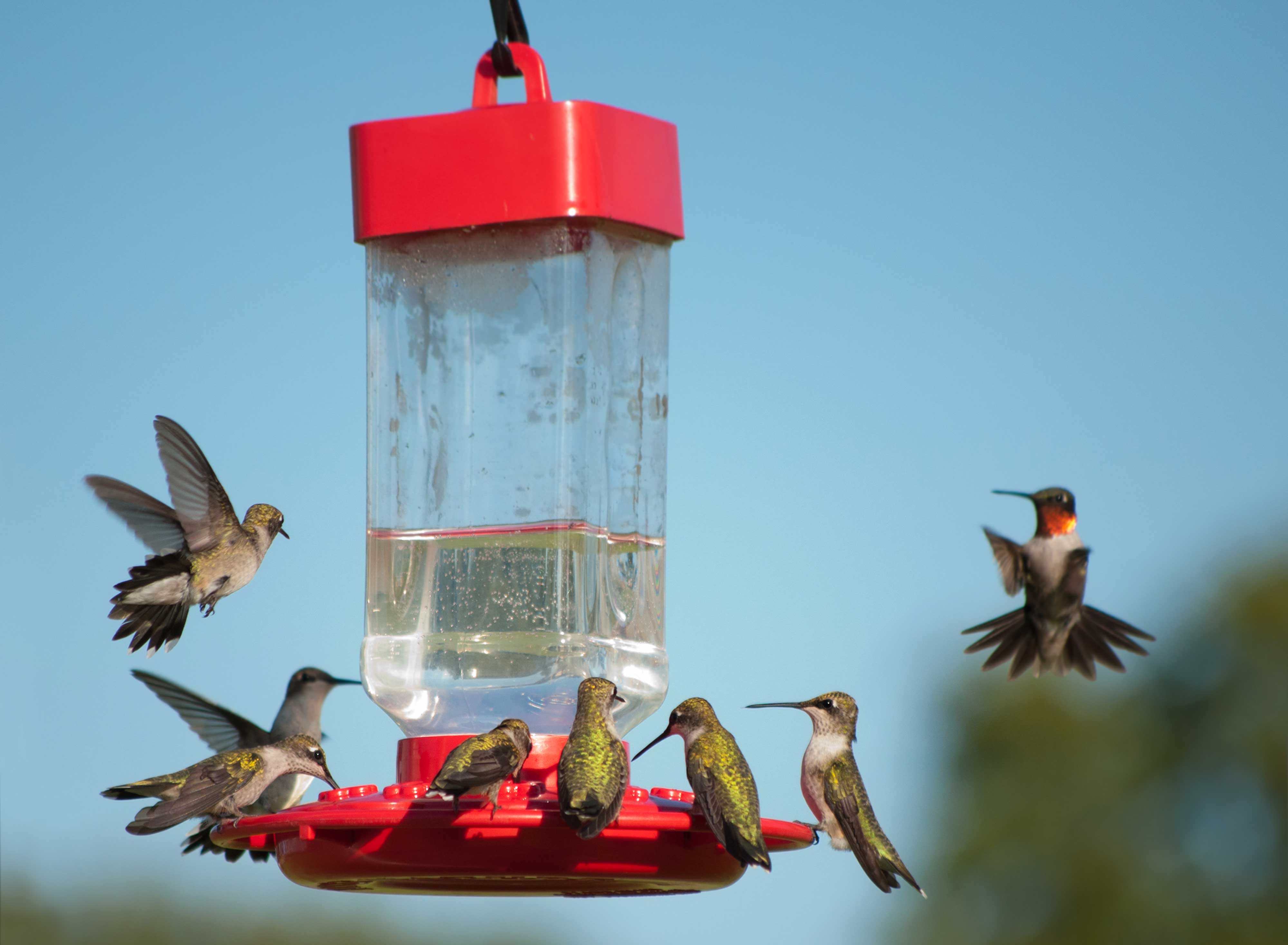Ruby-throated hummingbirds at a feeder