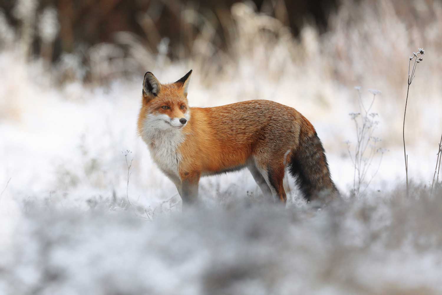 Red fox standing in snow.