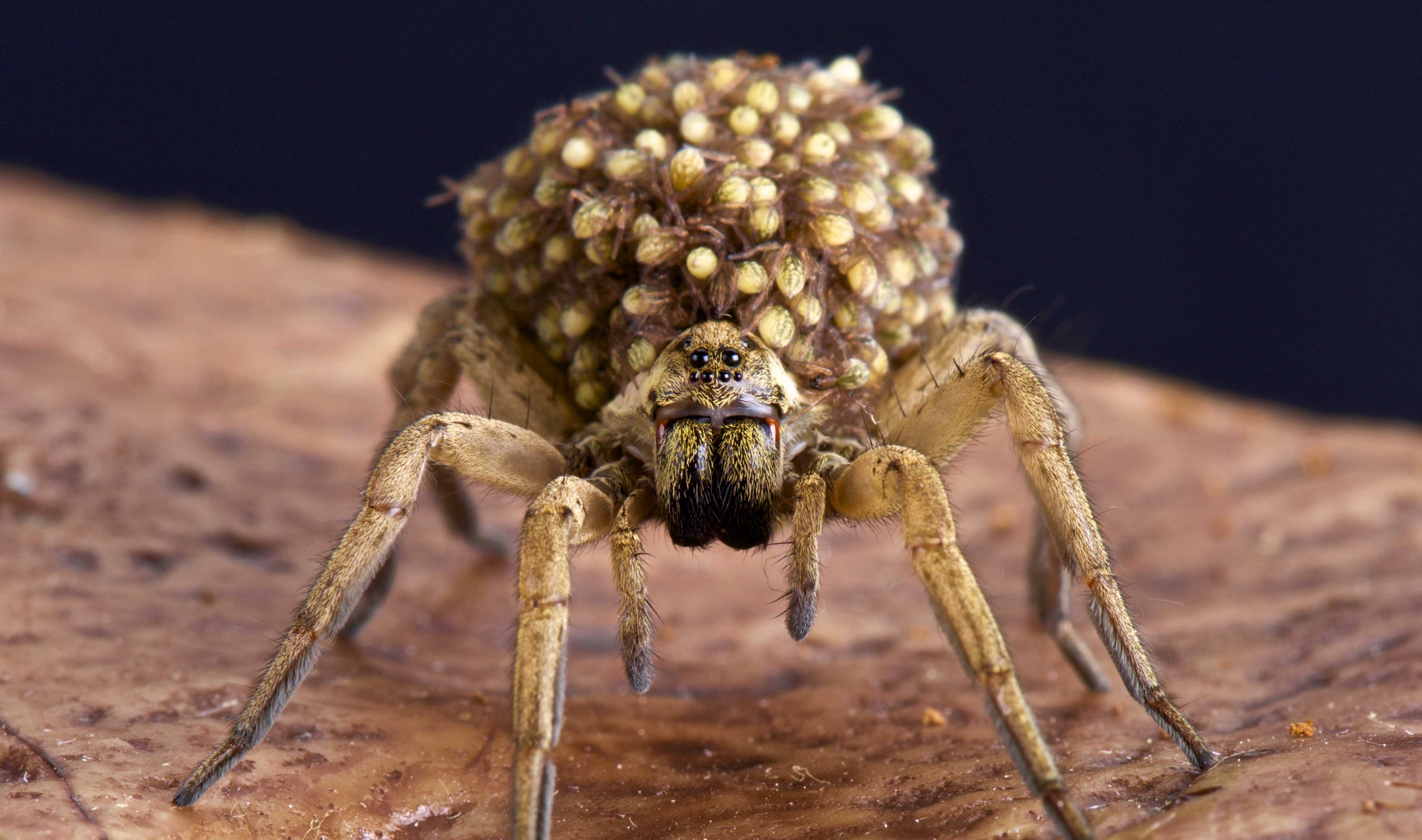 A female wolf spider carrying babies on her back.