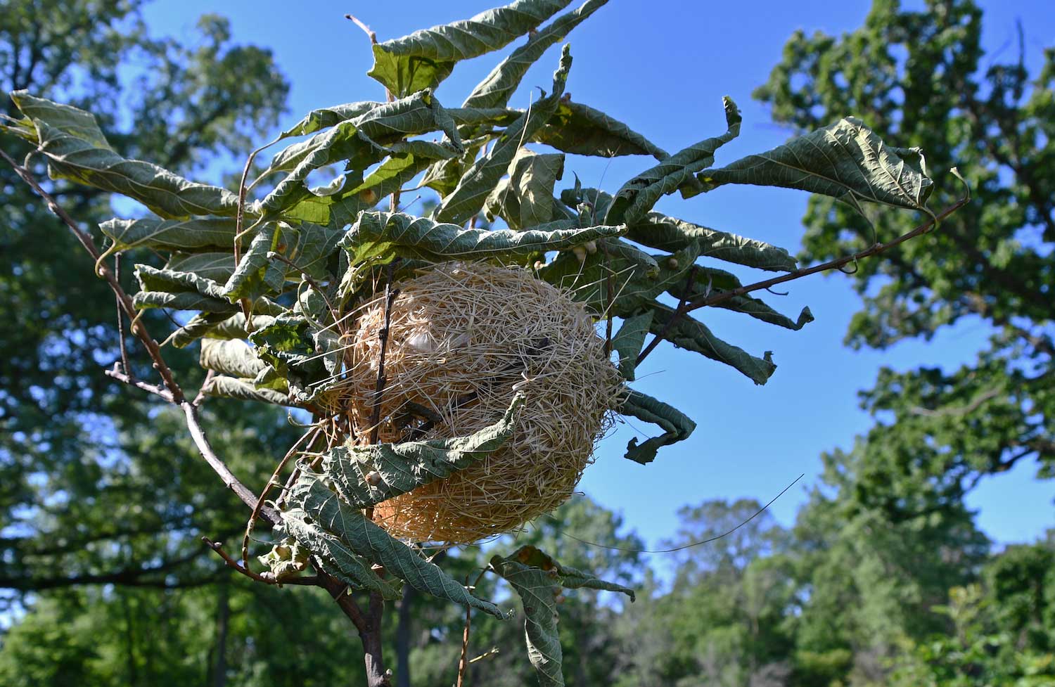 An oriole nest in a tree.