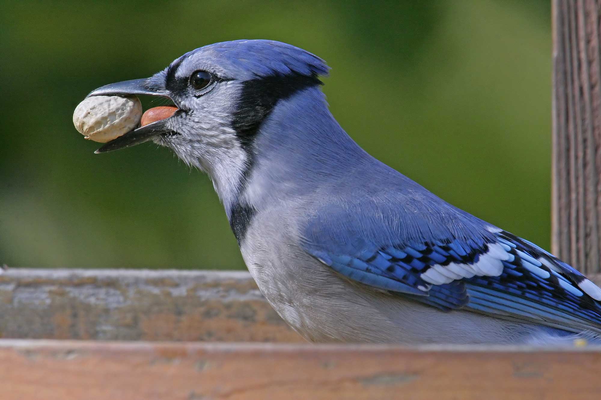 A blue jay with a nut in its mouth