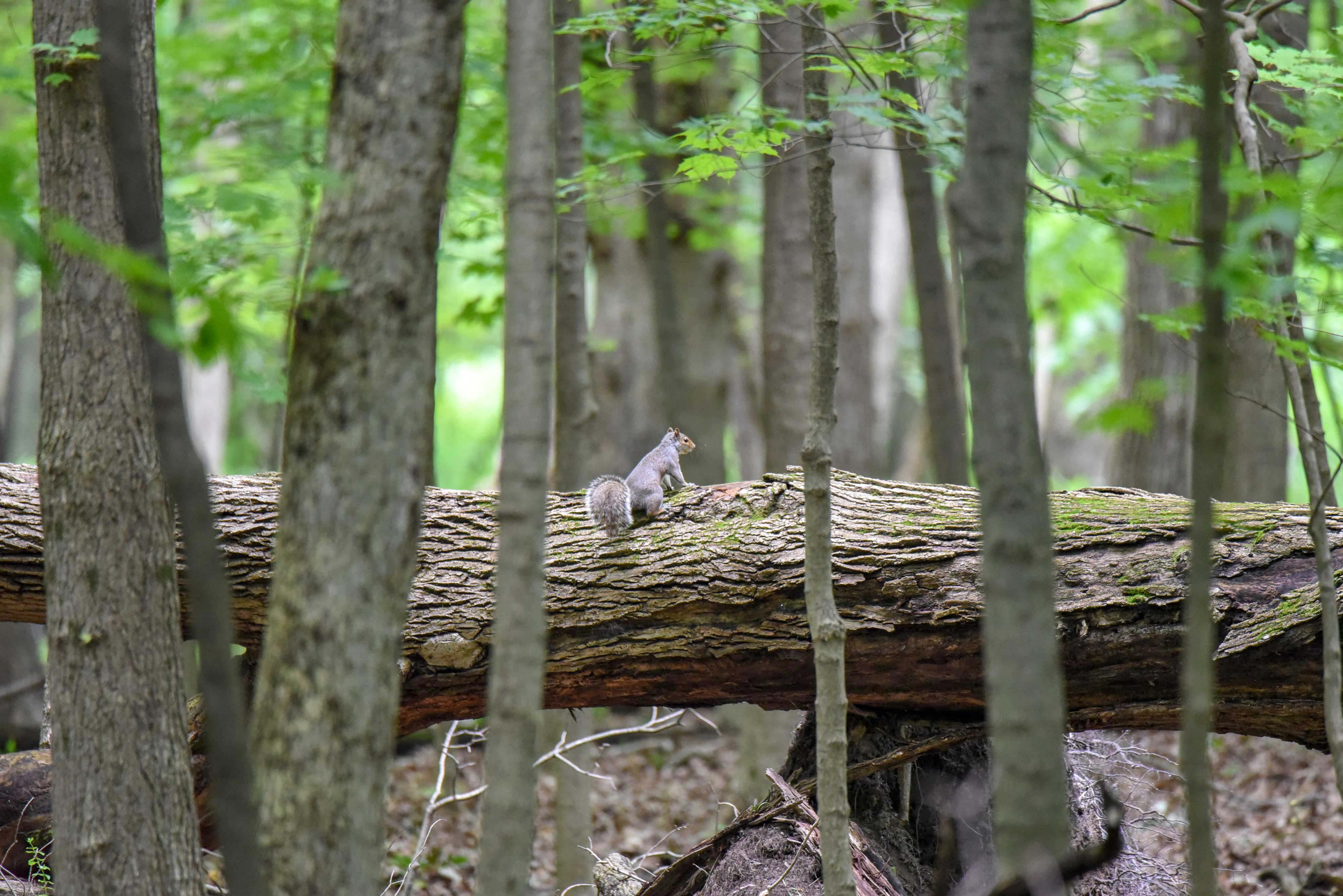 A squirrel climbing on a fallen tree at the site.