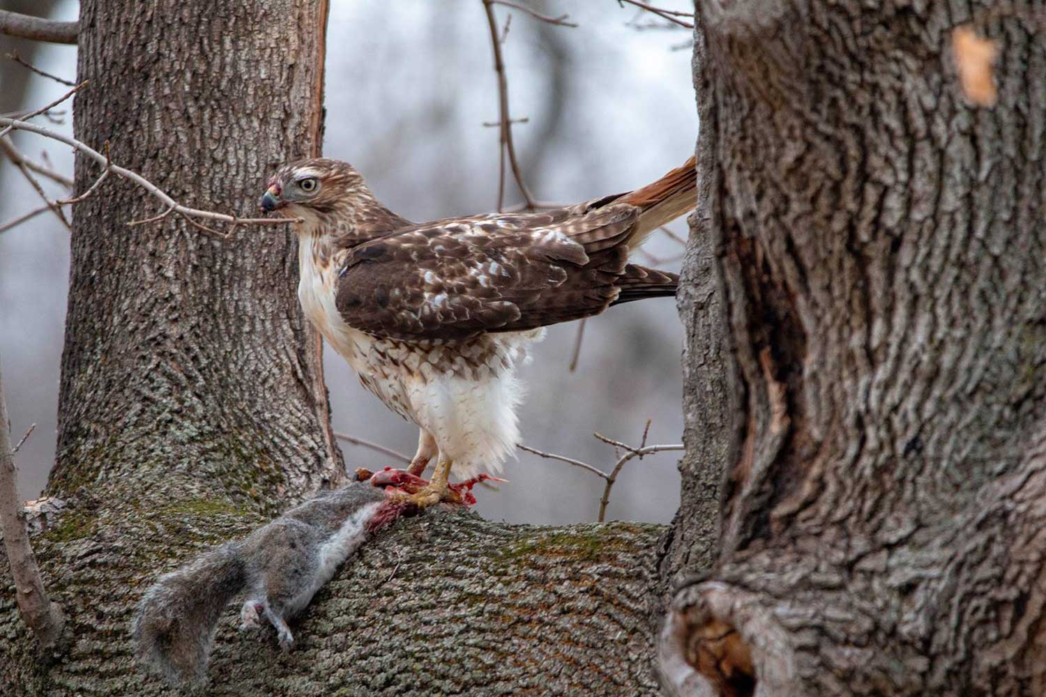 A red-tailed hawk on a large tree branch with a dead squirrel.