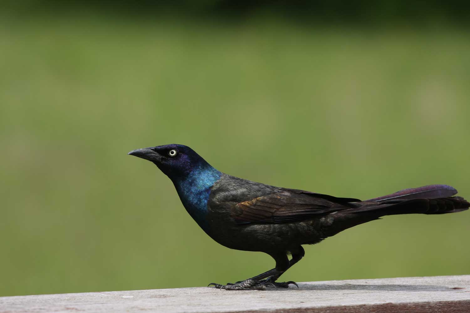 A common grackle perched on a fence