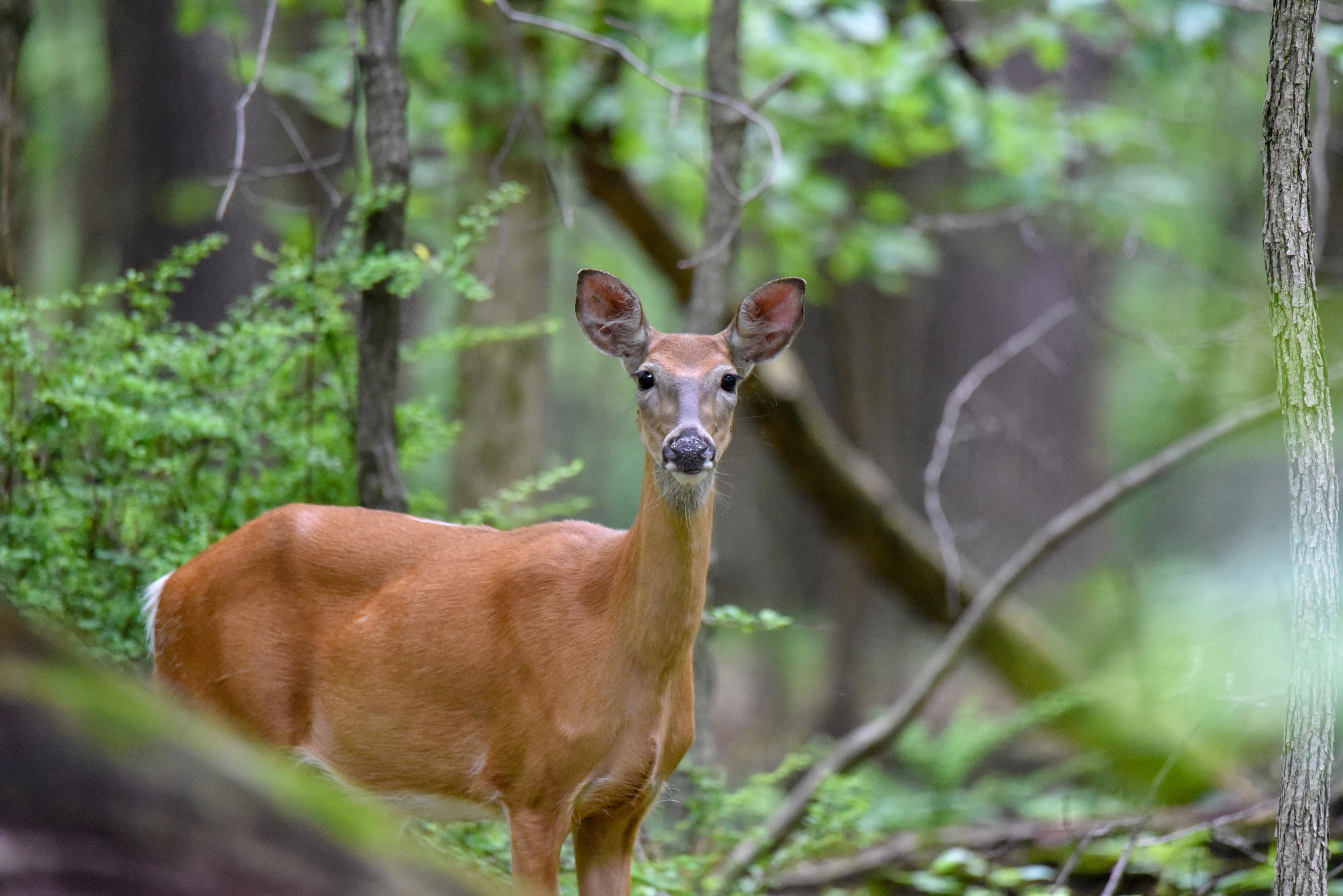 A deer in the woods looking at the camera.
