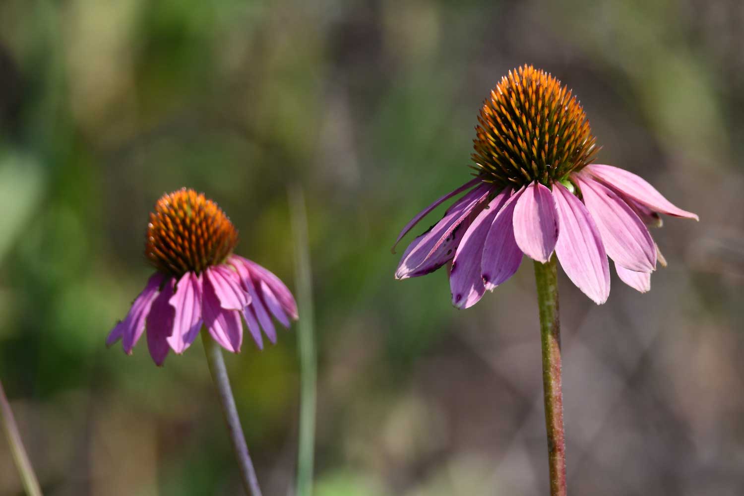 Two purple coneflower plants in bloom.