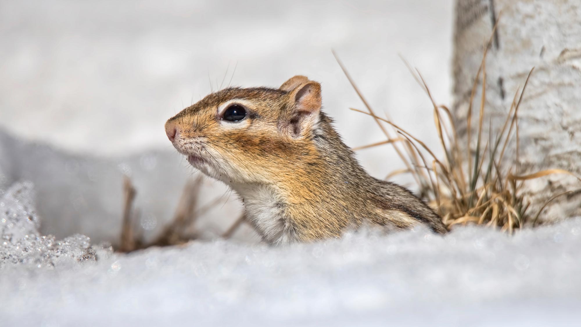 A chipmunk in a snow-covered field.