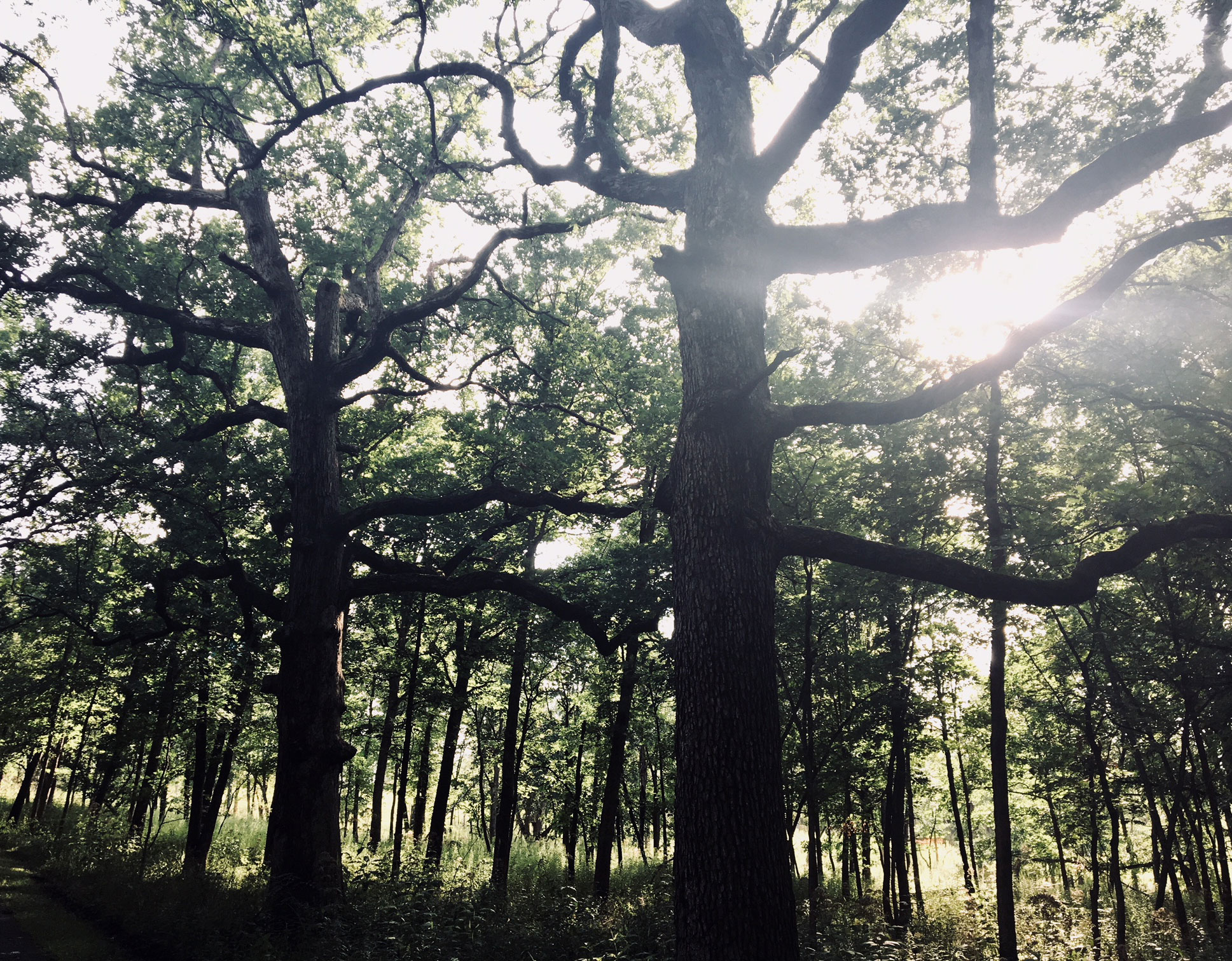 Streaming sunlight through oak trees at Hickory Creek Preserve.