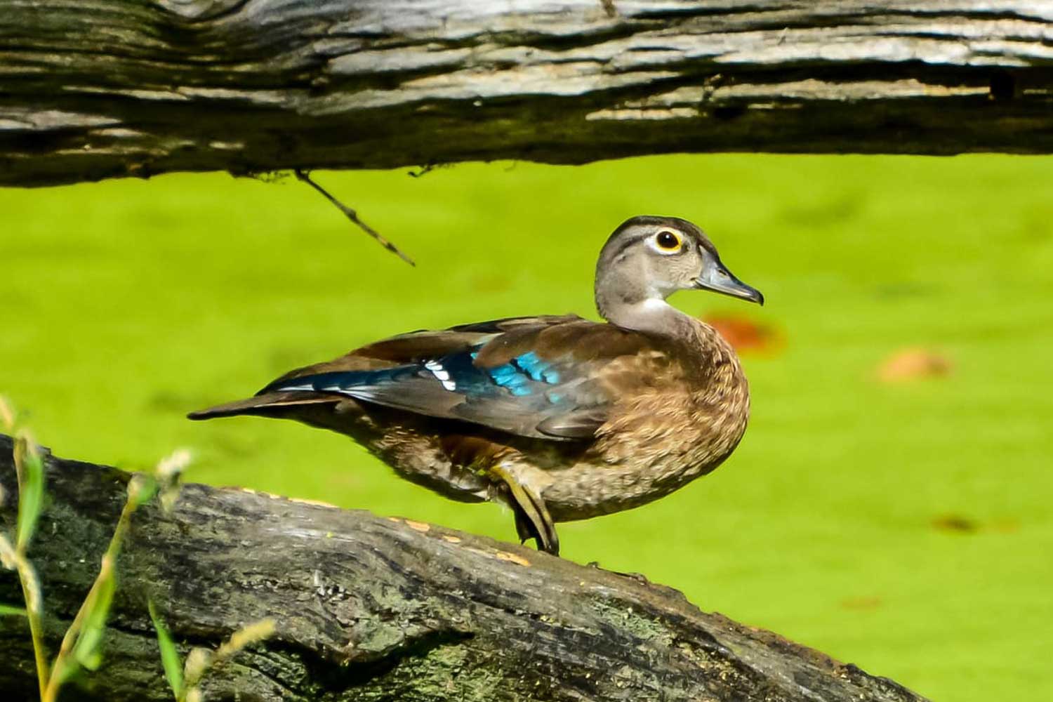 Wood duck standing on a fallen tree near water.