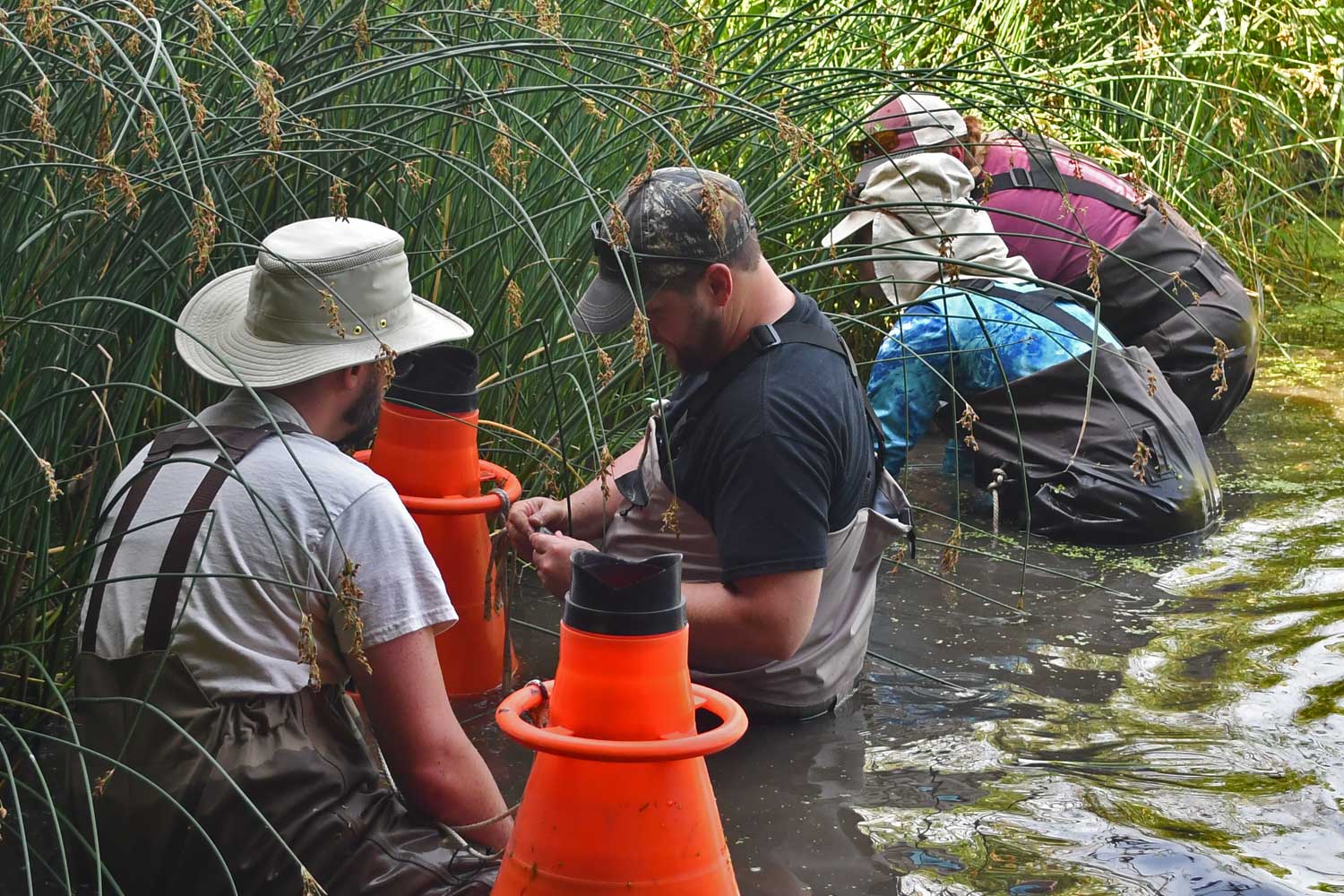 Group of people reaching into a creek in search of freshwater mussels.