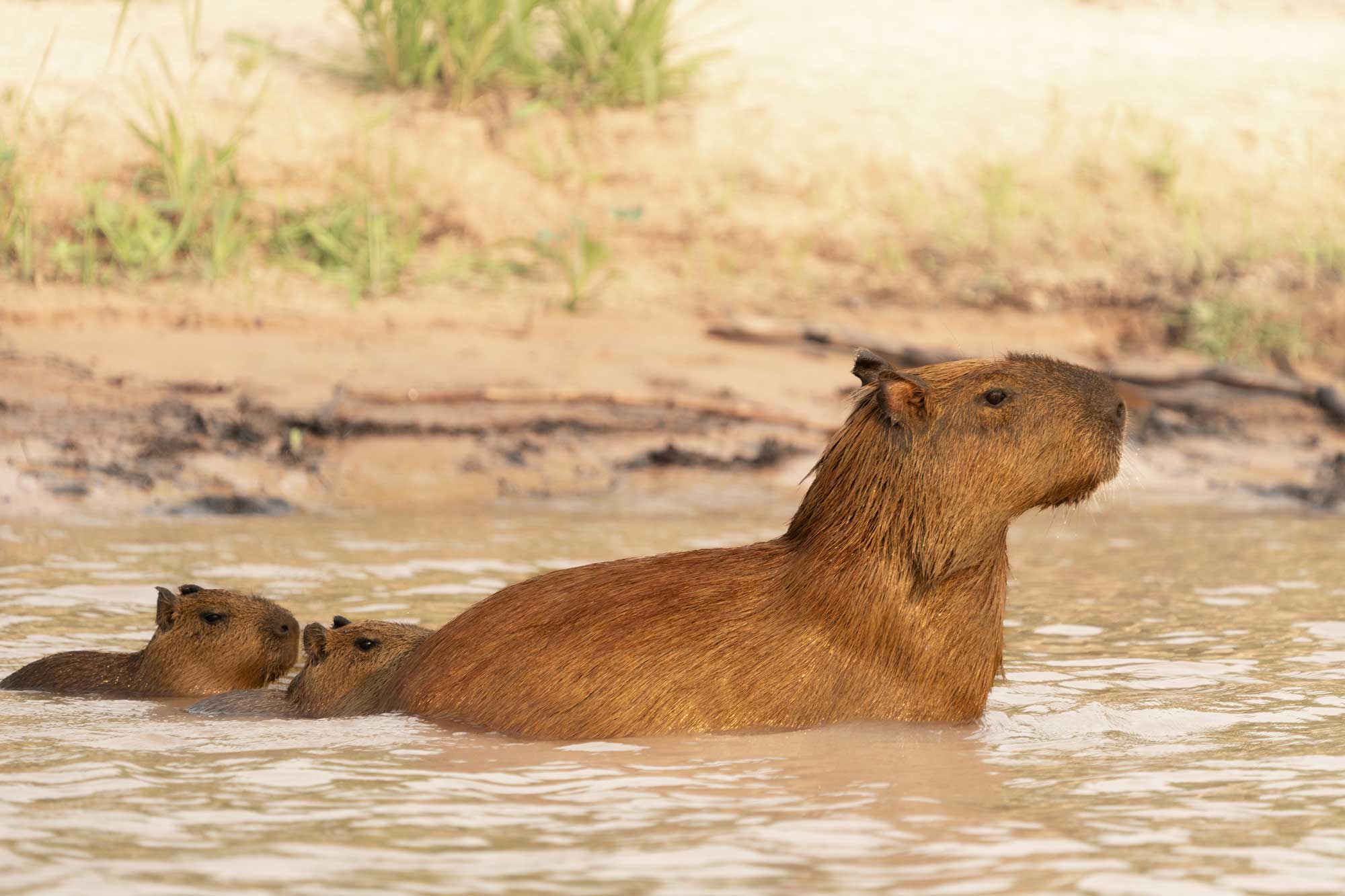 A capybara, with its brown fur, swims in water with two offspring behind it.
