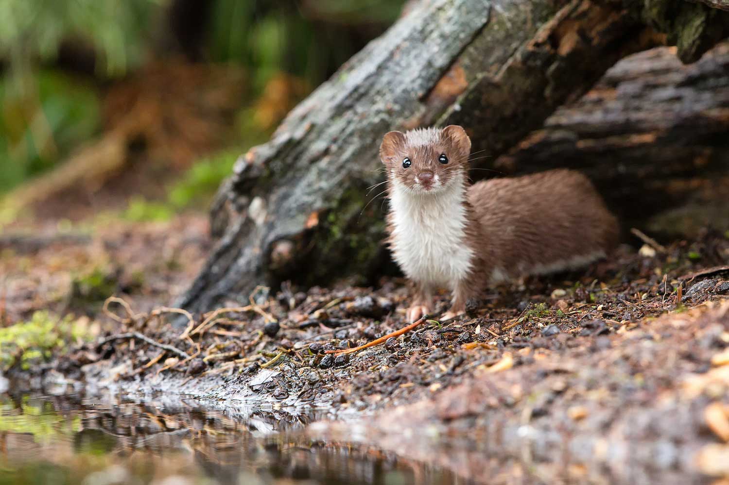 A least weasel standing under a fall branch near a shoreline.